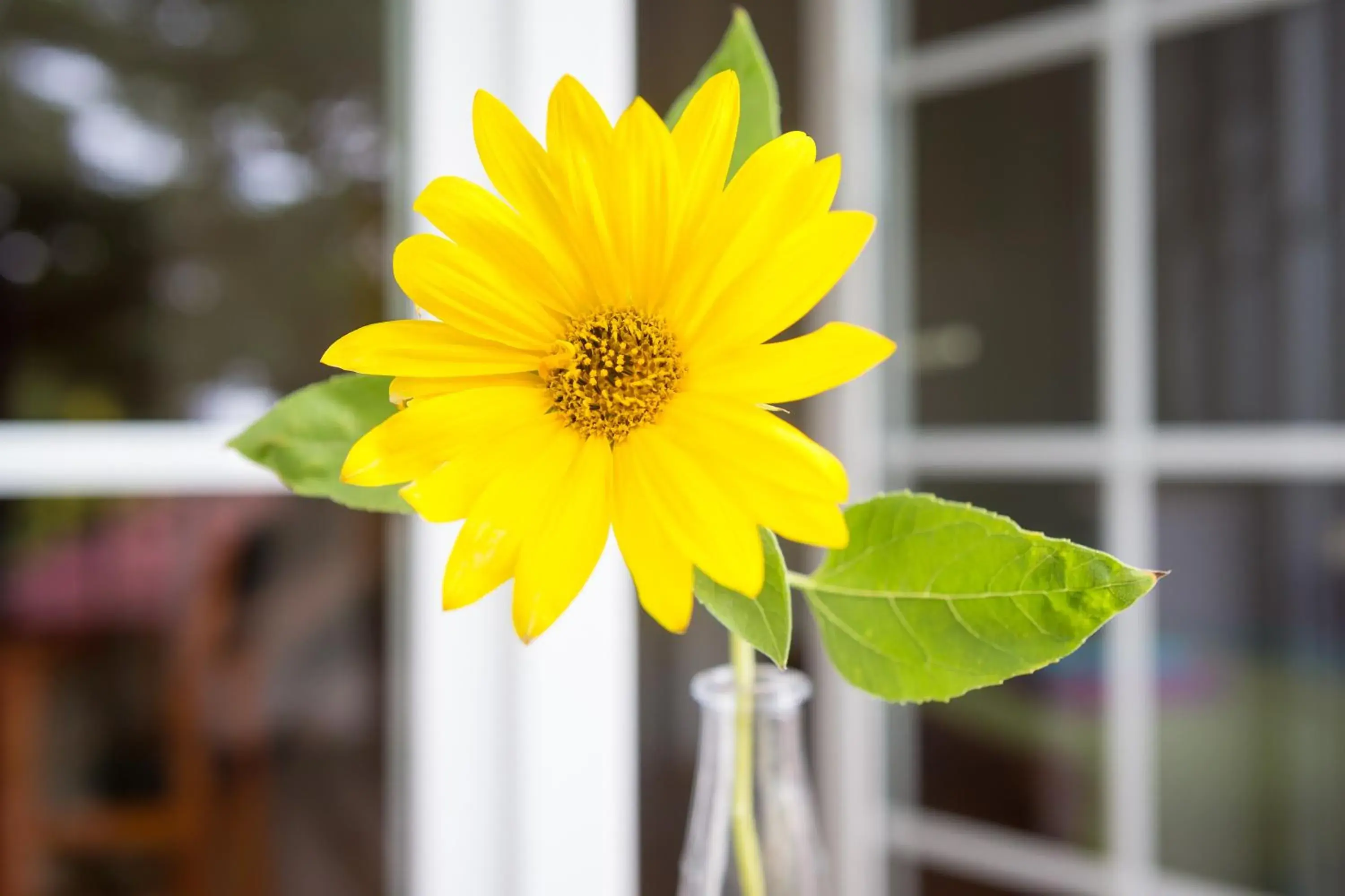 Triple Room with Balcony in Villa Jeziorki 71 Triple Room with Balcony in Villa Jeziorki 71