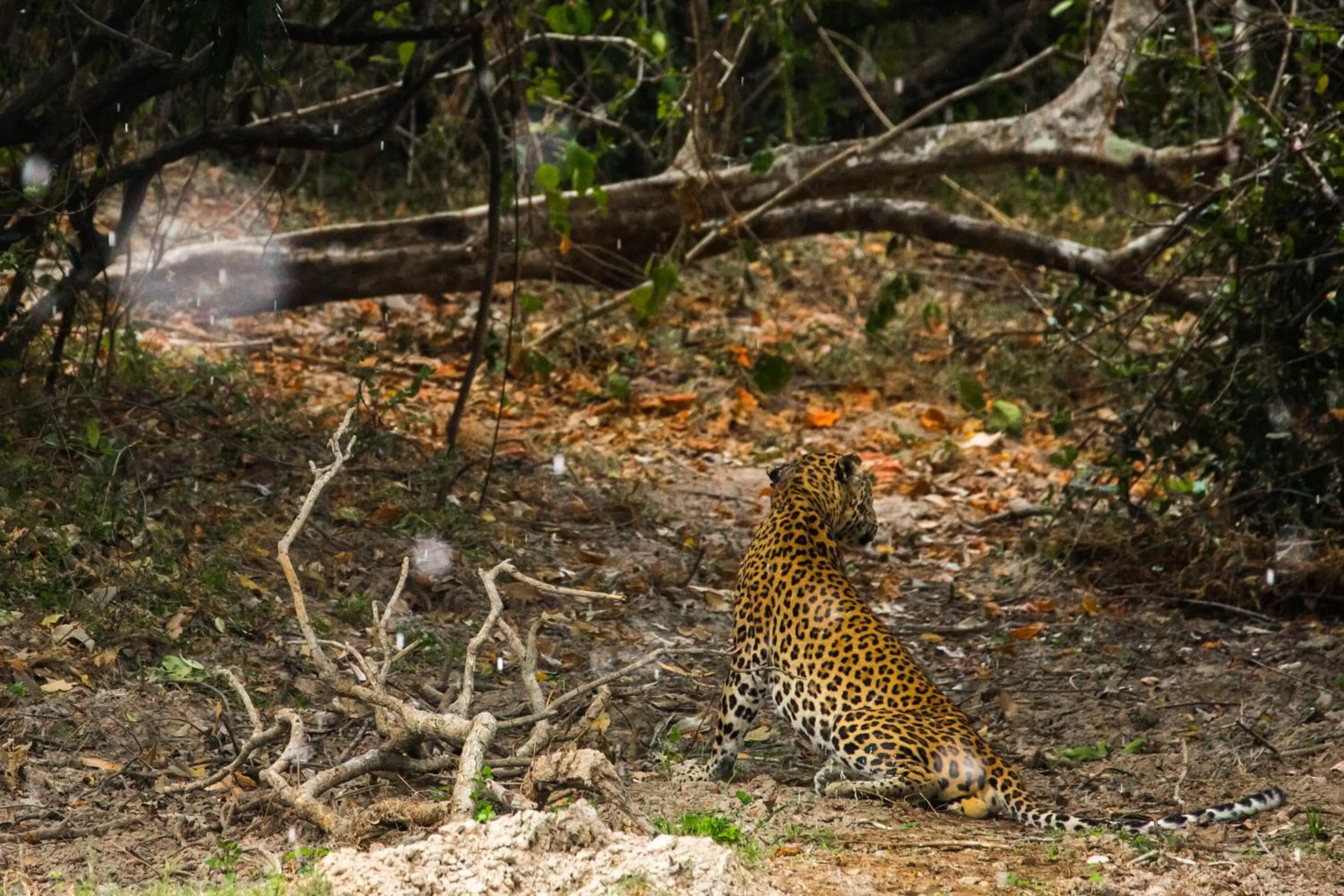 Animals in The Spice Trail