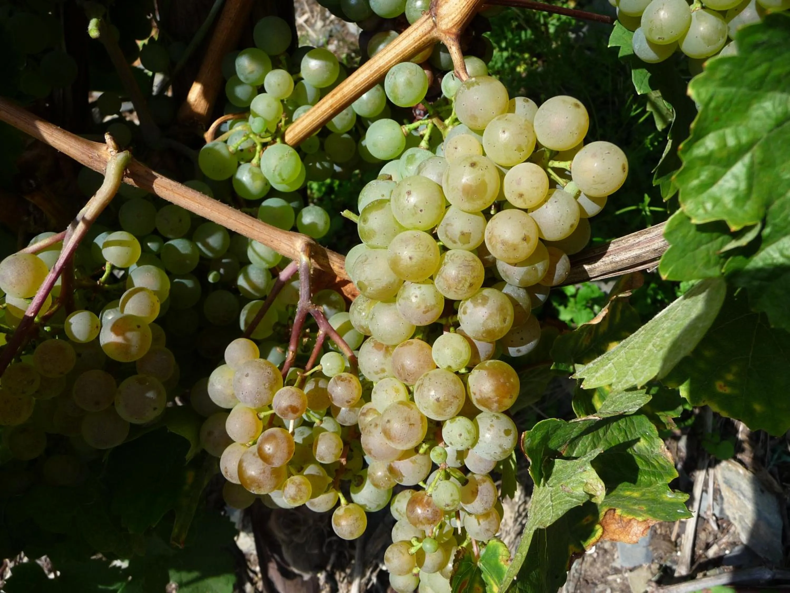 Gasthaus Zum Rebstock