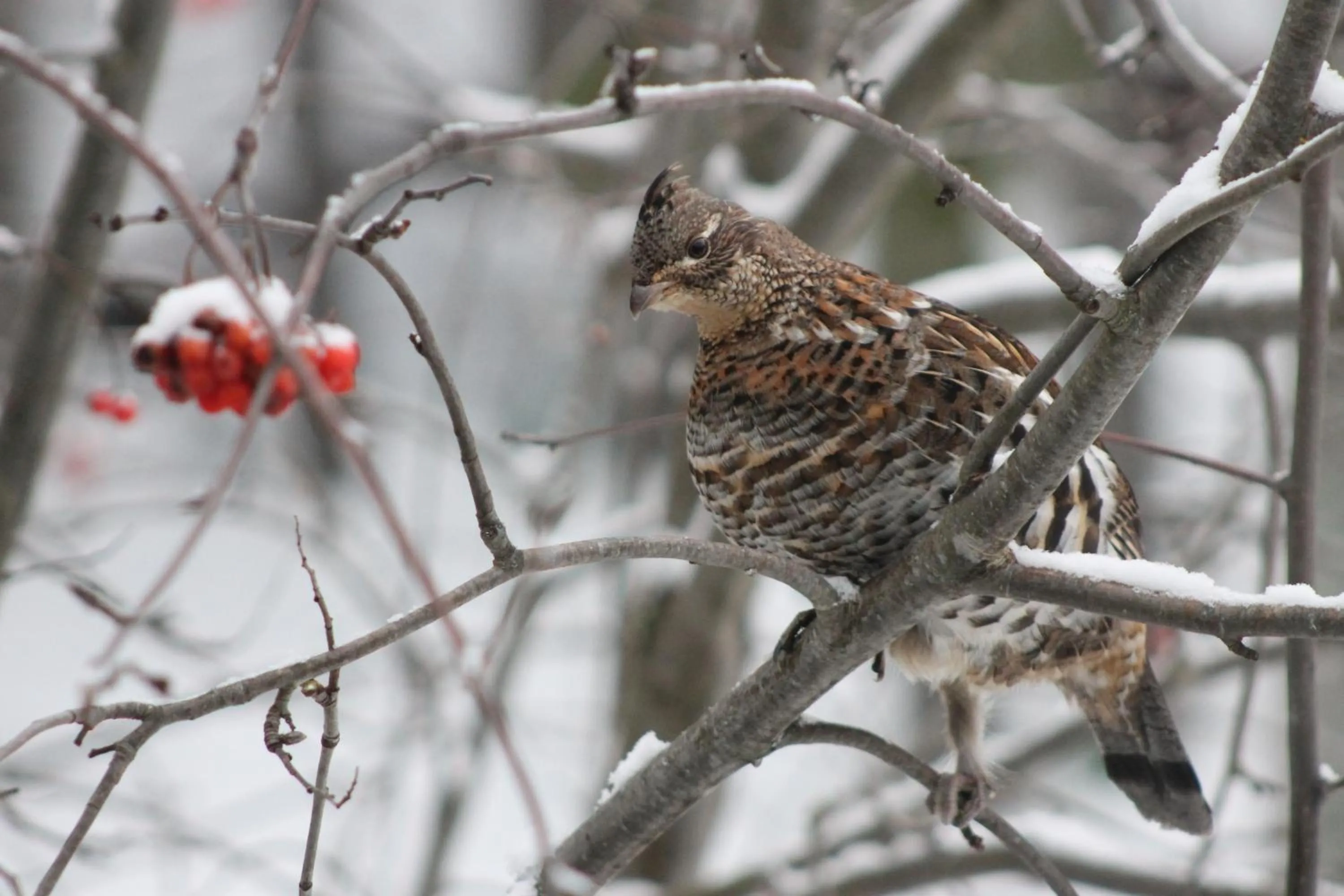 View (from property/room) in Remo Ridge Bed N Breakfast