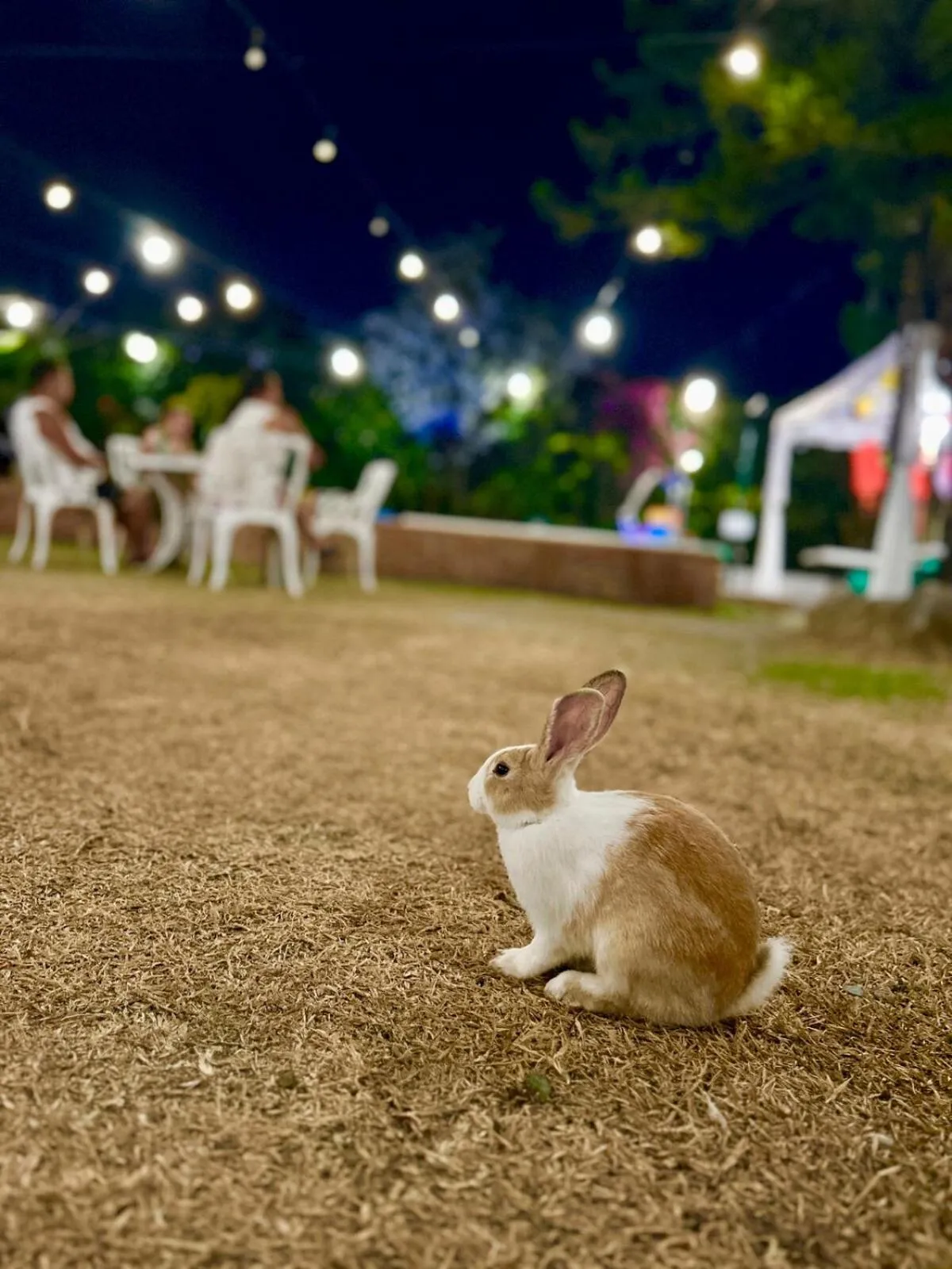 Night in Madie's Place B&B with Private Pool in Santa Rosa near Enchanted Kingdom