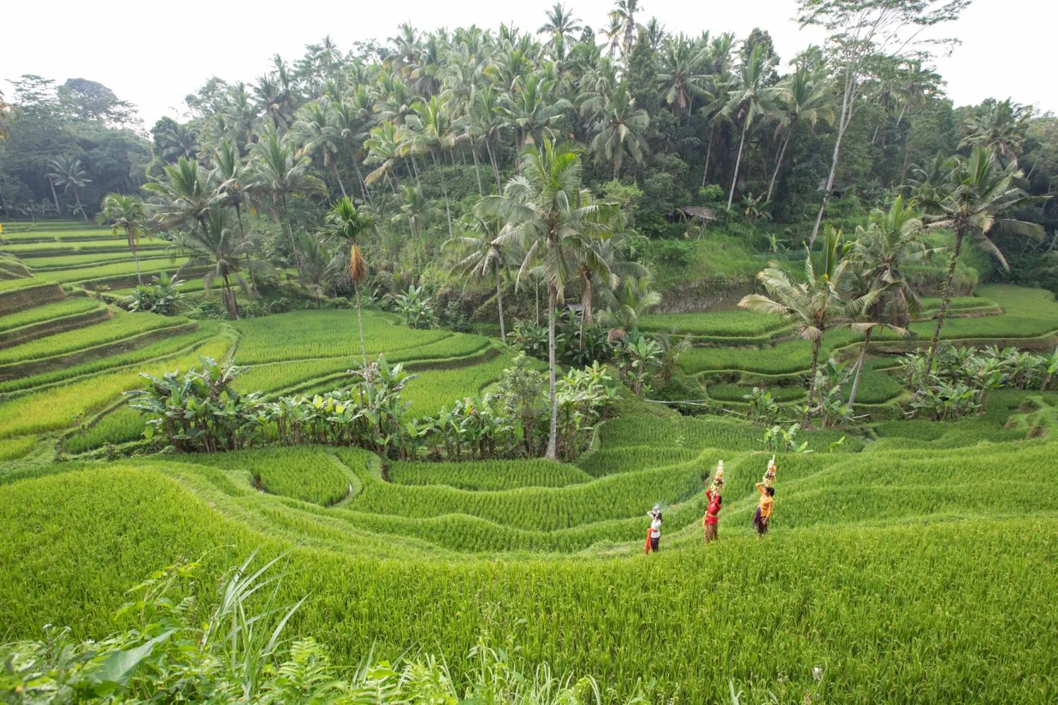 Day in Ascarya Ubud