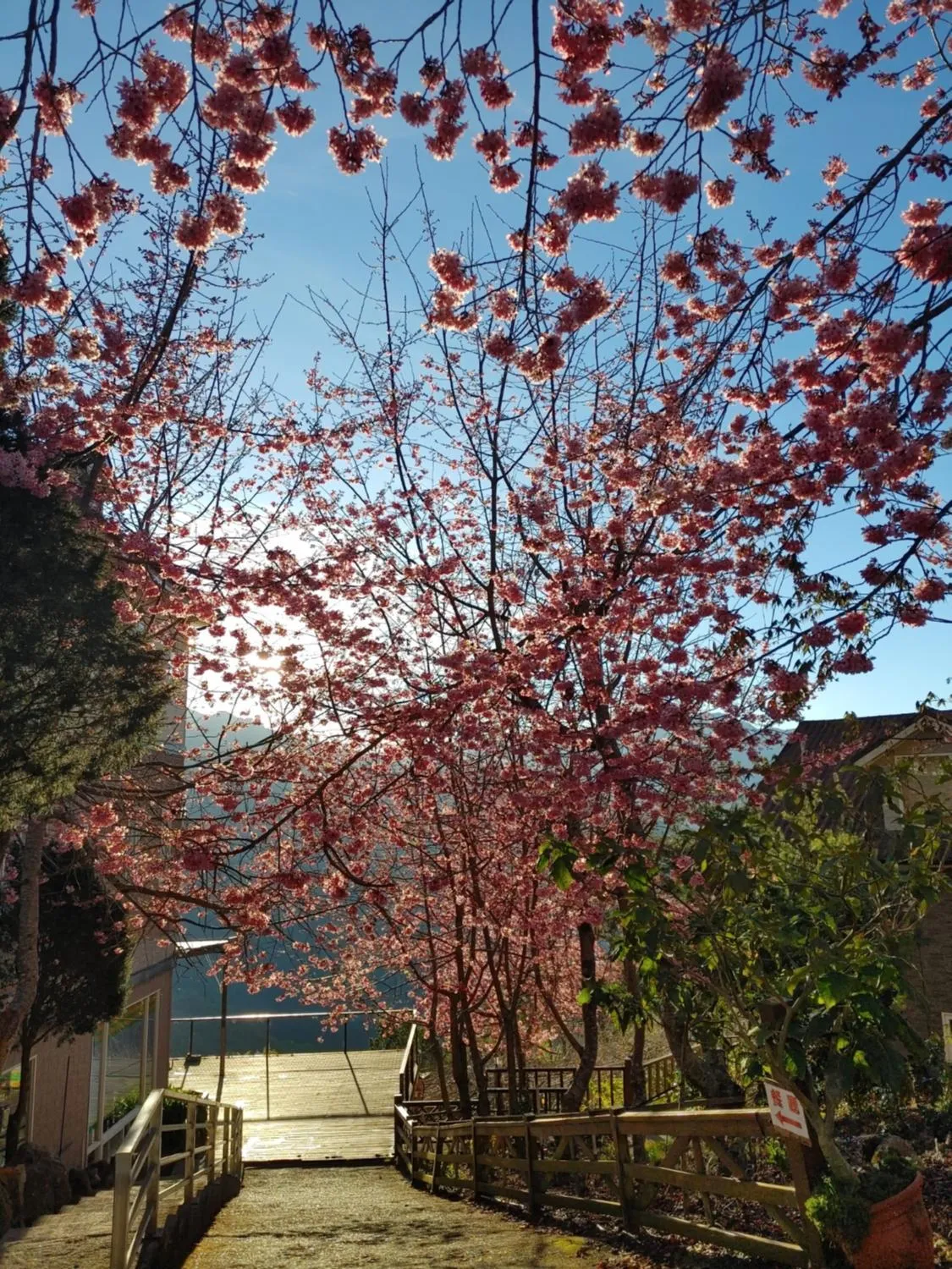 Spring in Chingjing New Paradise B&B