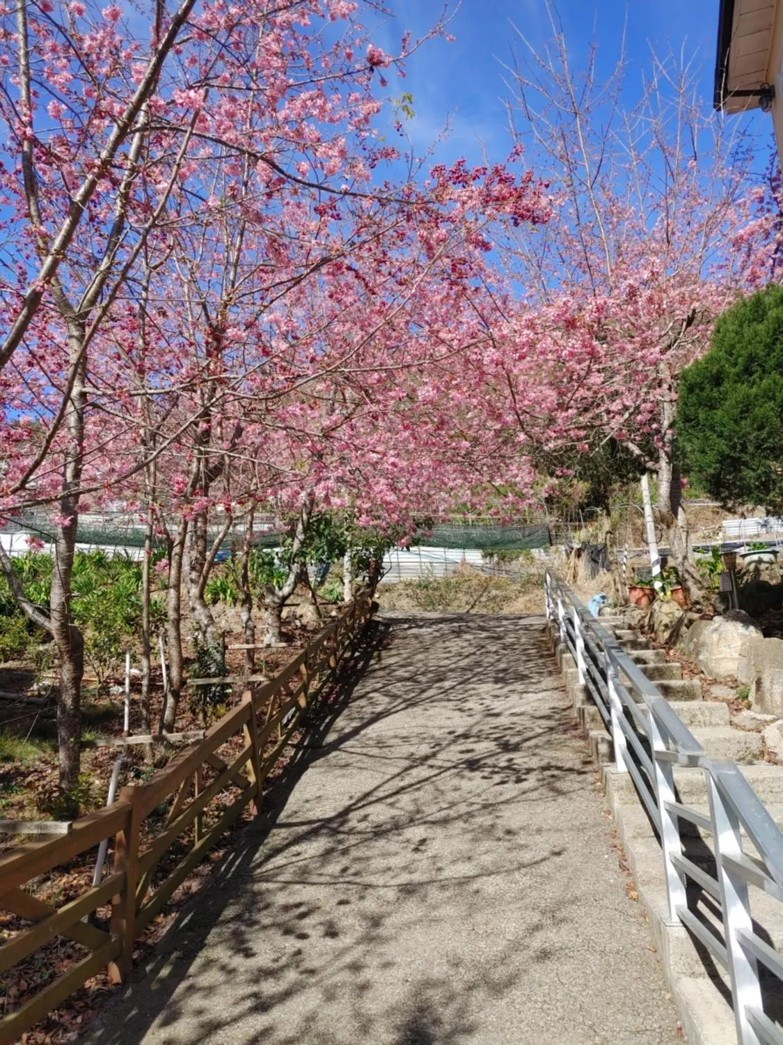Garden view in Chingjing New Paradise B&B