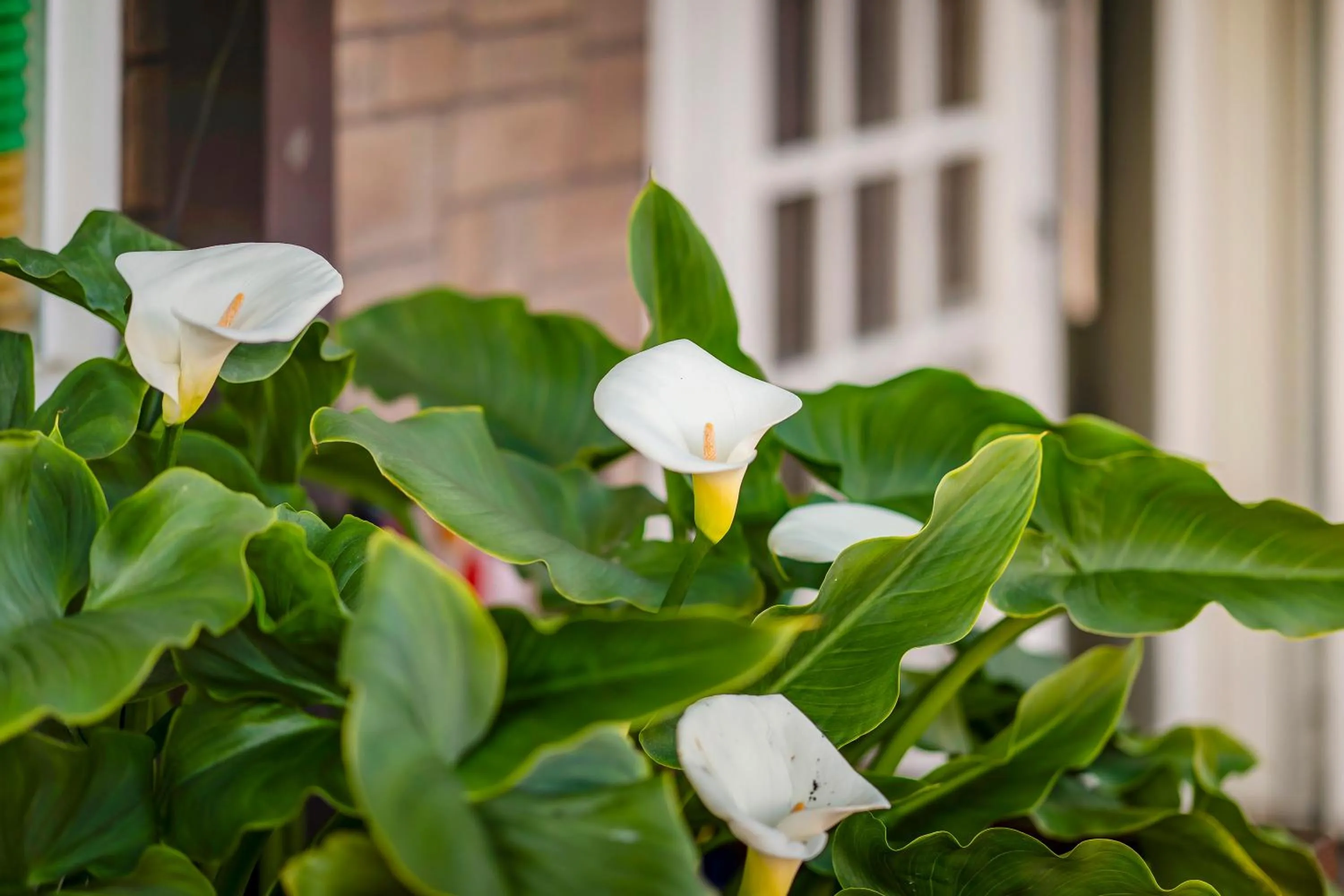 Garden view in Chingjing New Paradise B&B