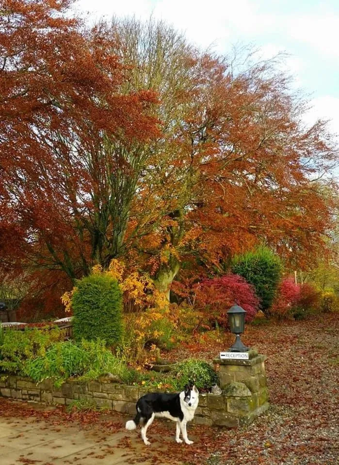 Garden in The Burnside