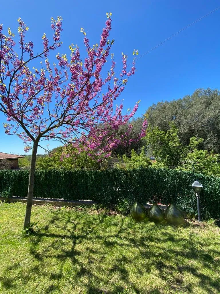 Garden in Casa Vacanze Primula palinuri