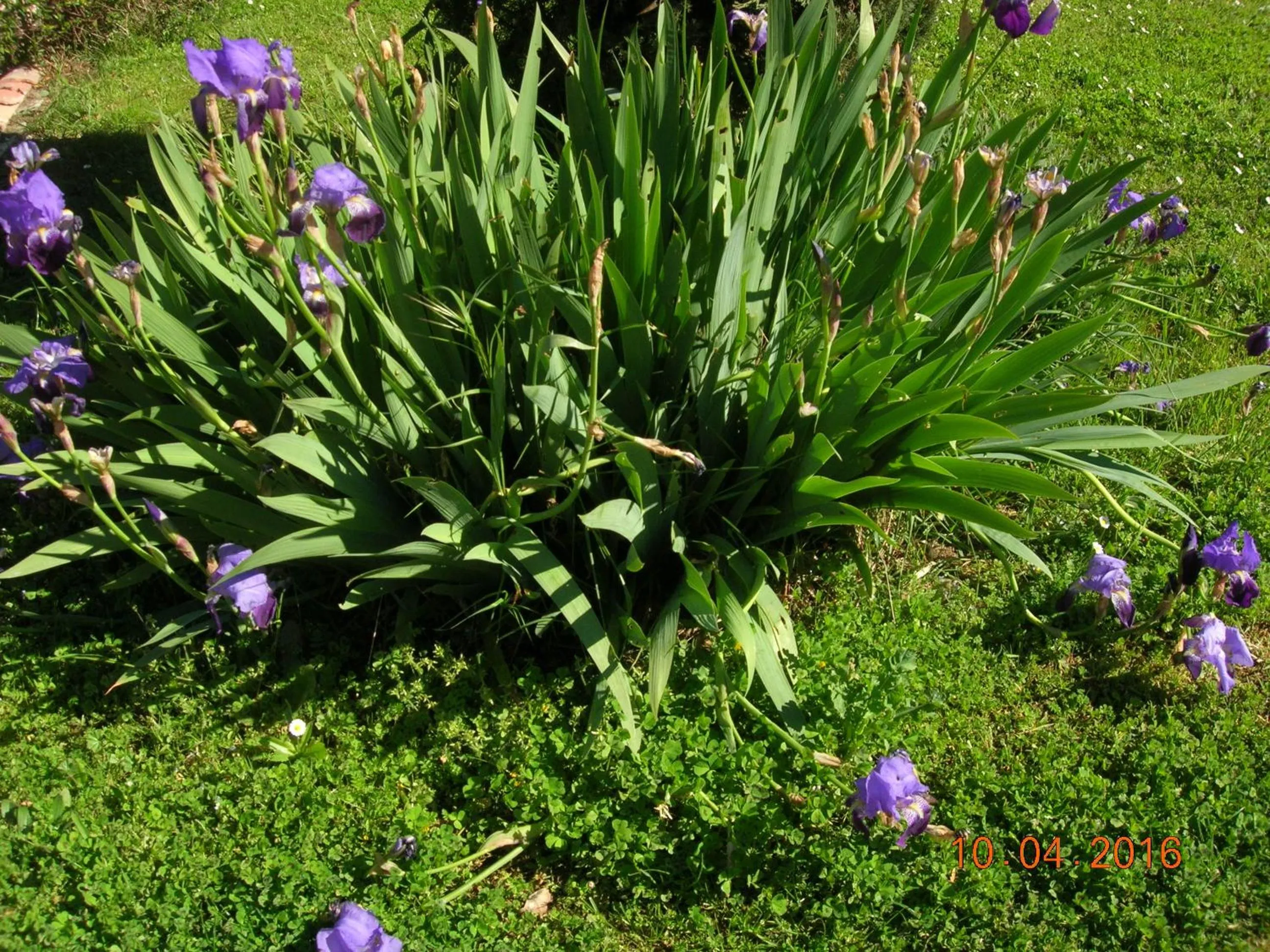 Garden in Le Colombier