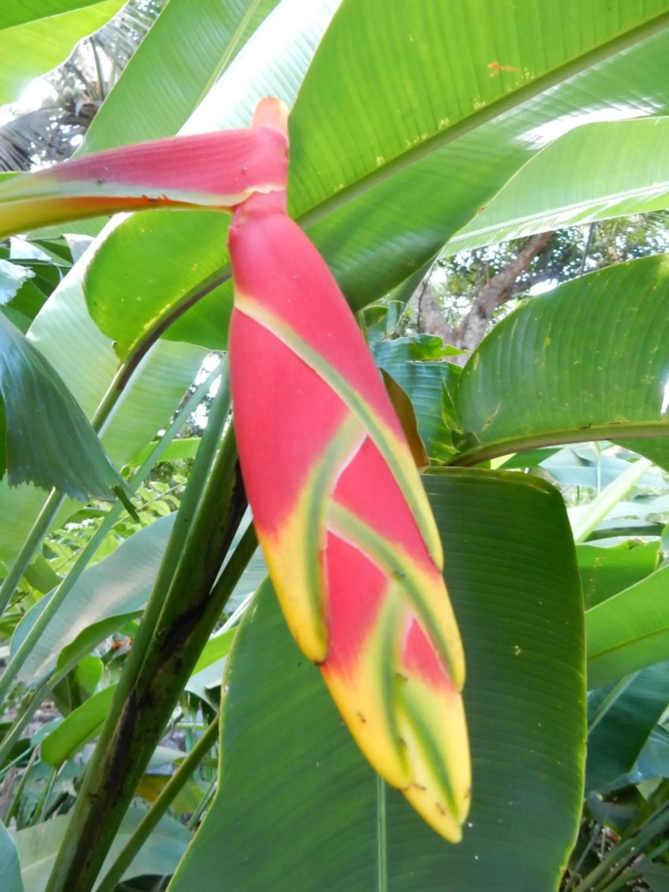 Double Room 2 in Sarl Mayoume Double Room 2 in Sarl Mayoume