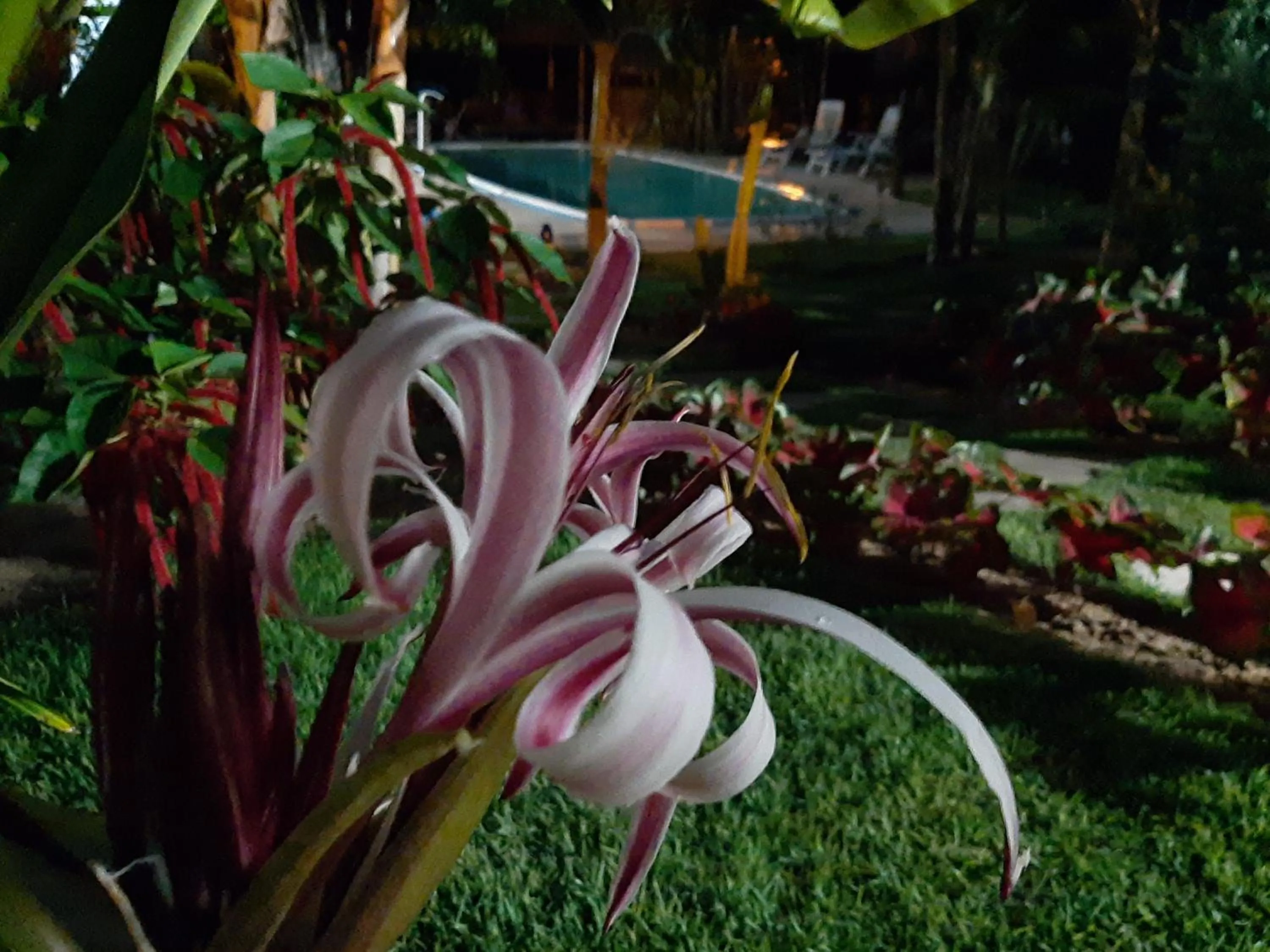 Garden in Gostoso Sol e Mar Pousada