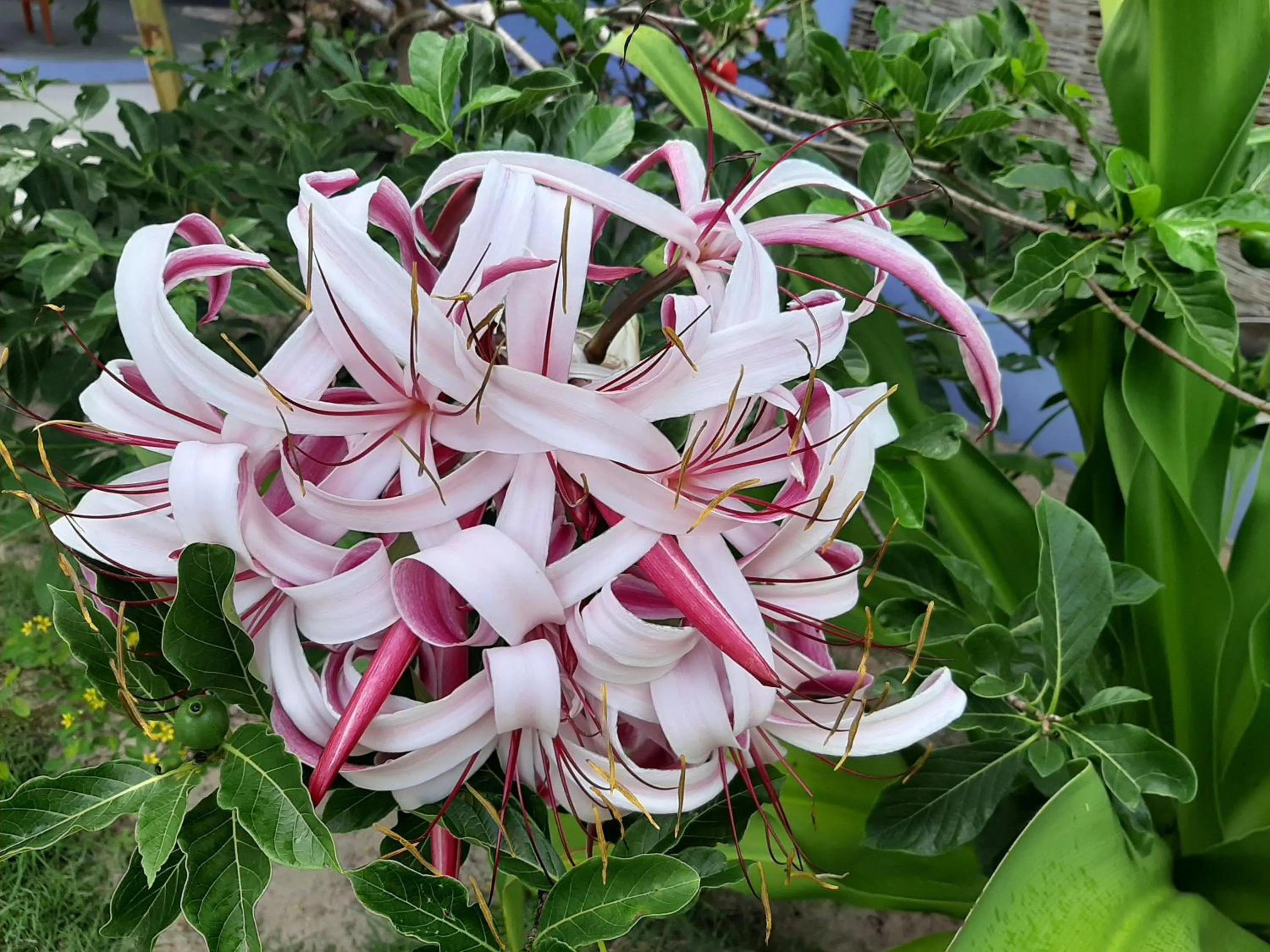 Garden in Gostoso Sol e Mar Pousada