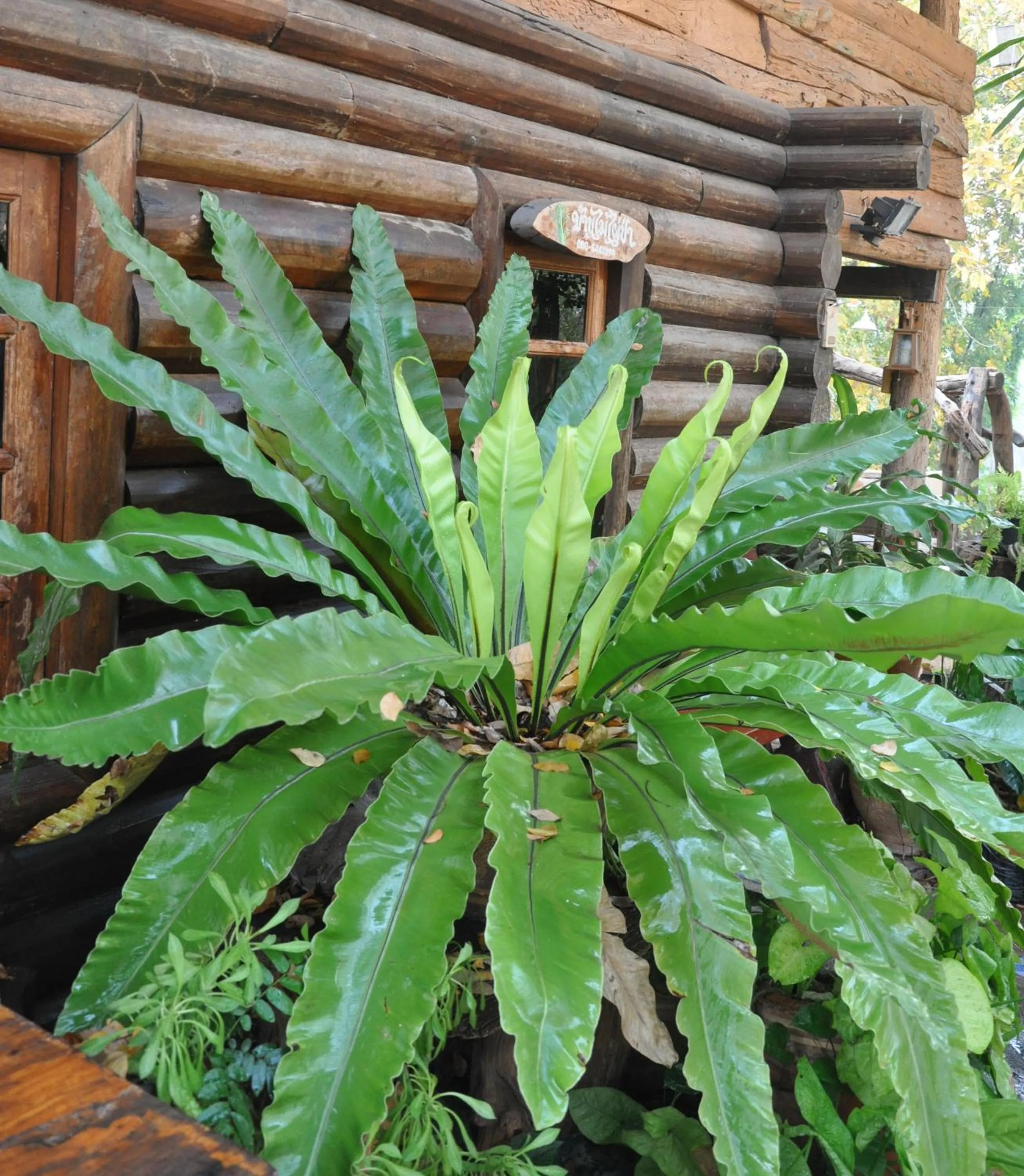 Facade/entrance in Baanmai Phaipa House