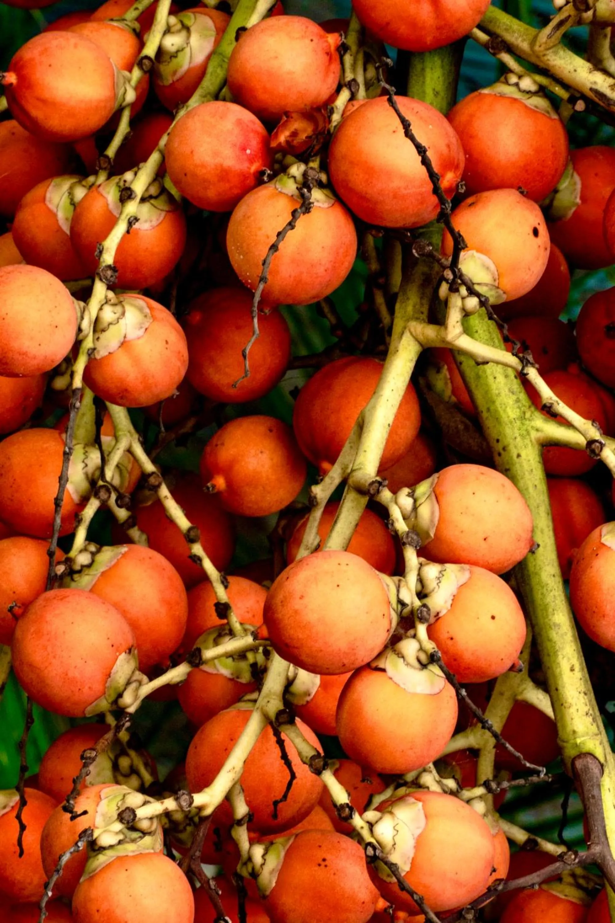 Decorative detail in Villa Aikia (Adults Suites A/C)