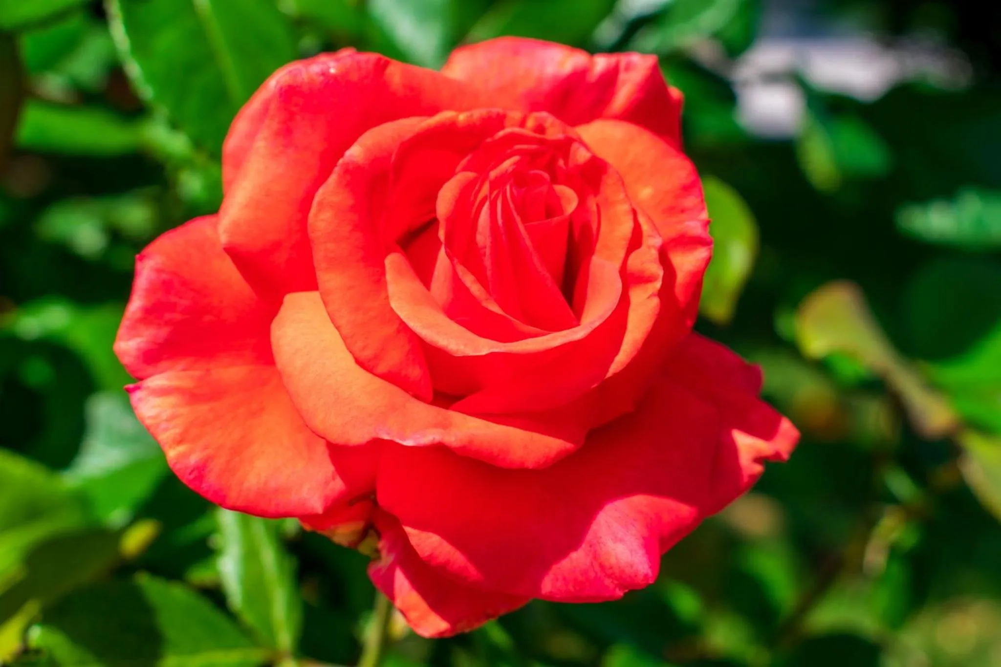 Garden in Antrim 1844