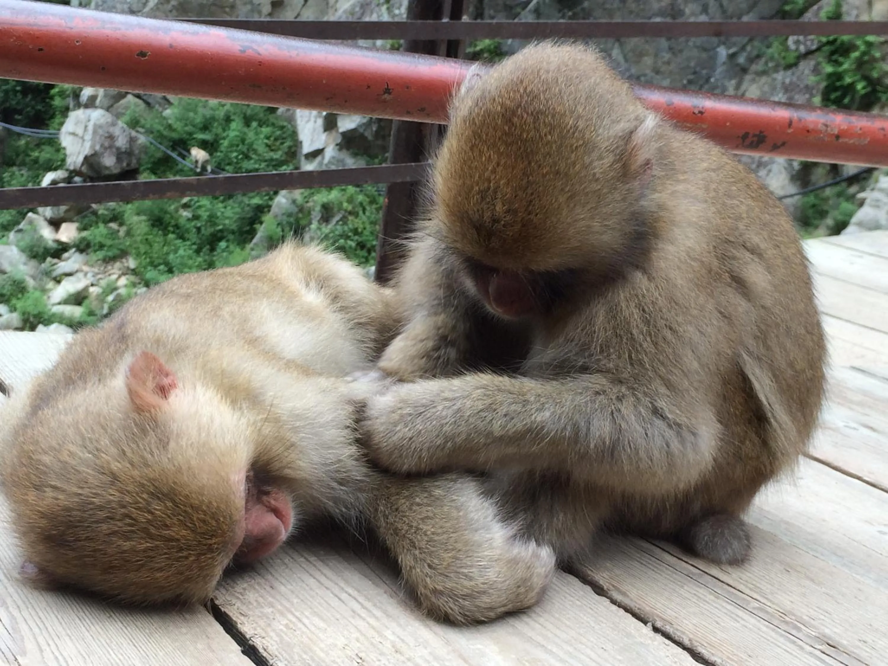 Off site in Shibu Onsen Koishiya Ryokan