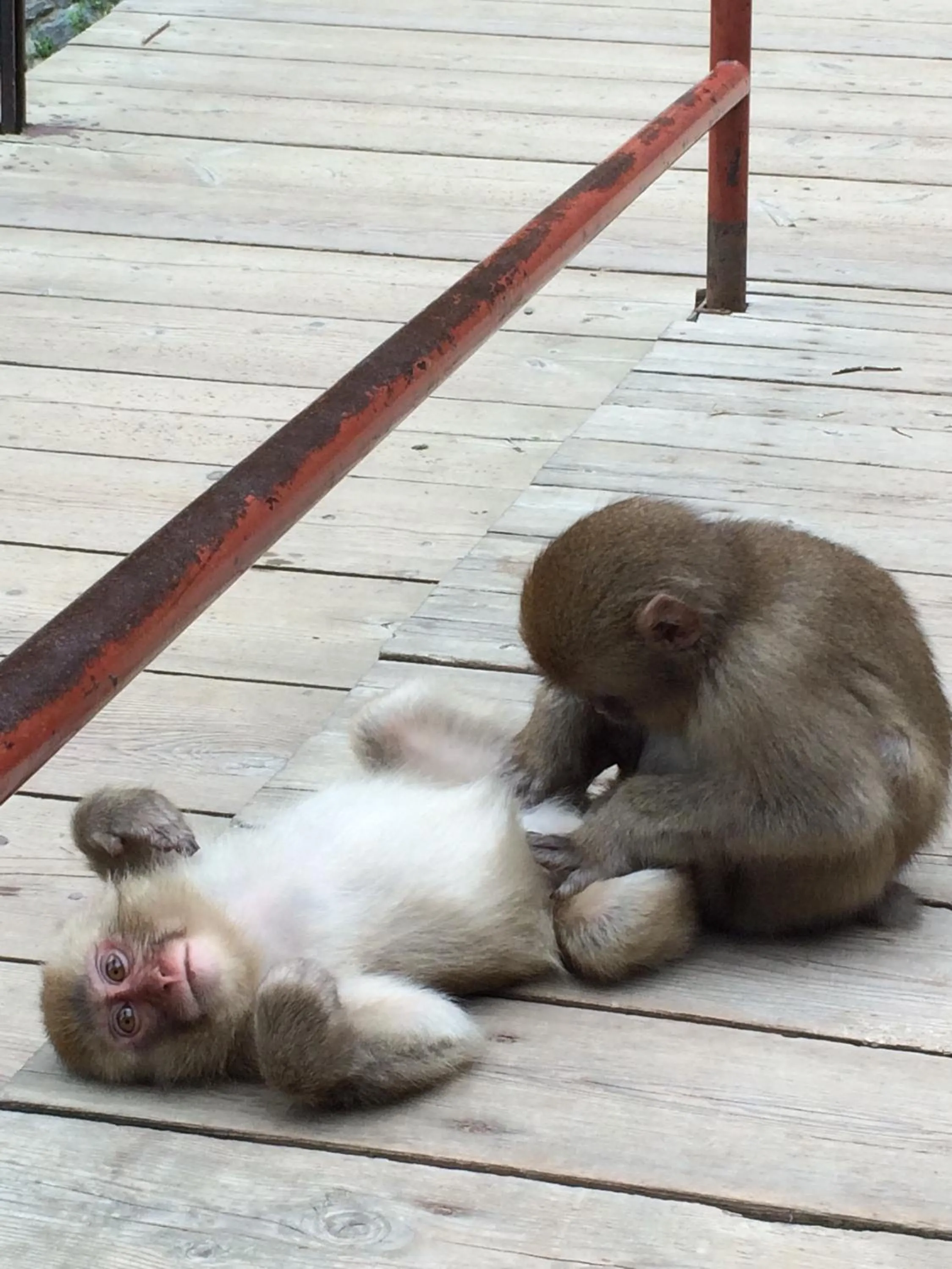 Off site in Shibu Onsen Koishiya Ryokan