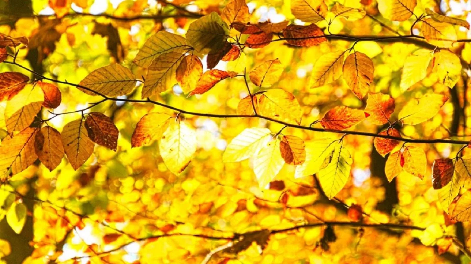 Natural landscape in Czocha Palace&Czocha Camping - OR Czocha