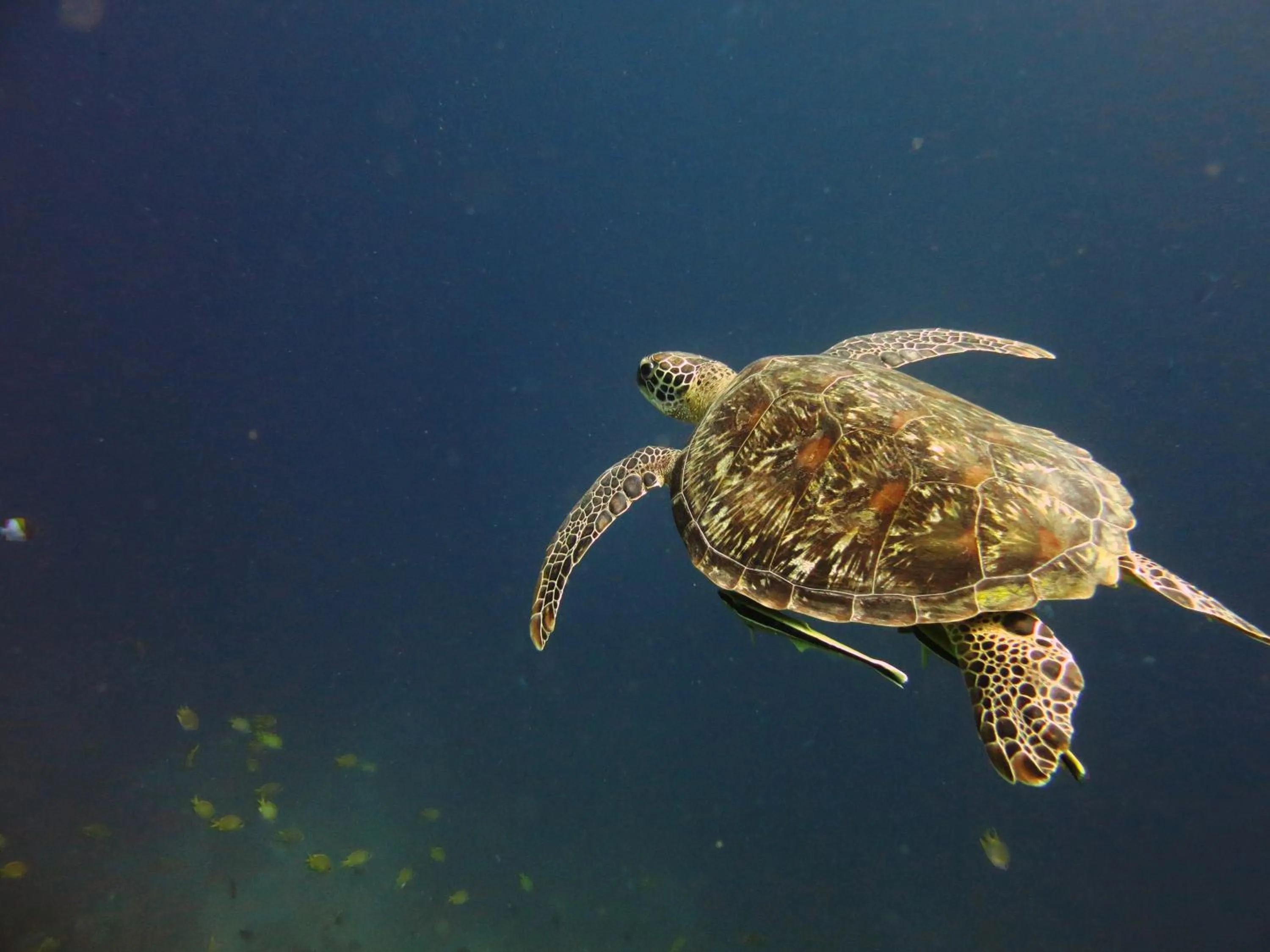 Snorkeling in Puri Batu Inn