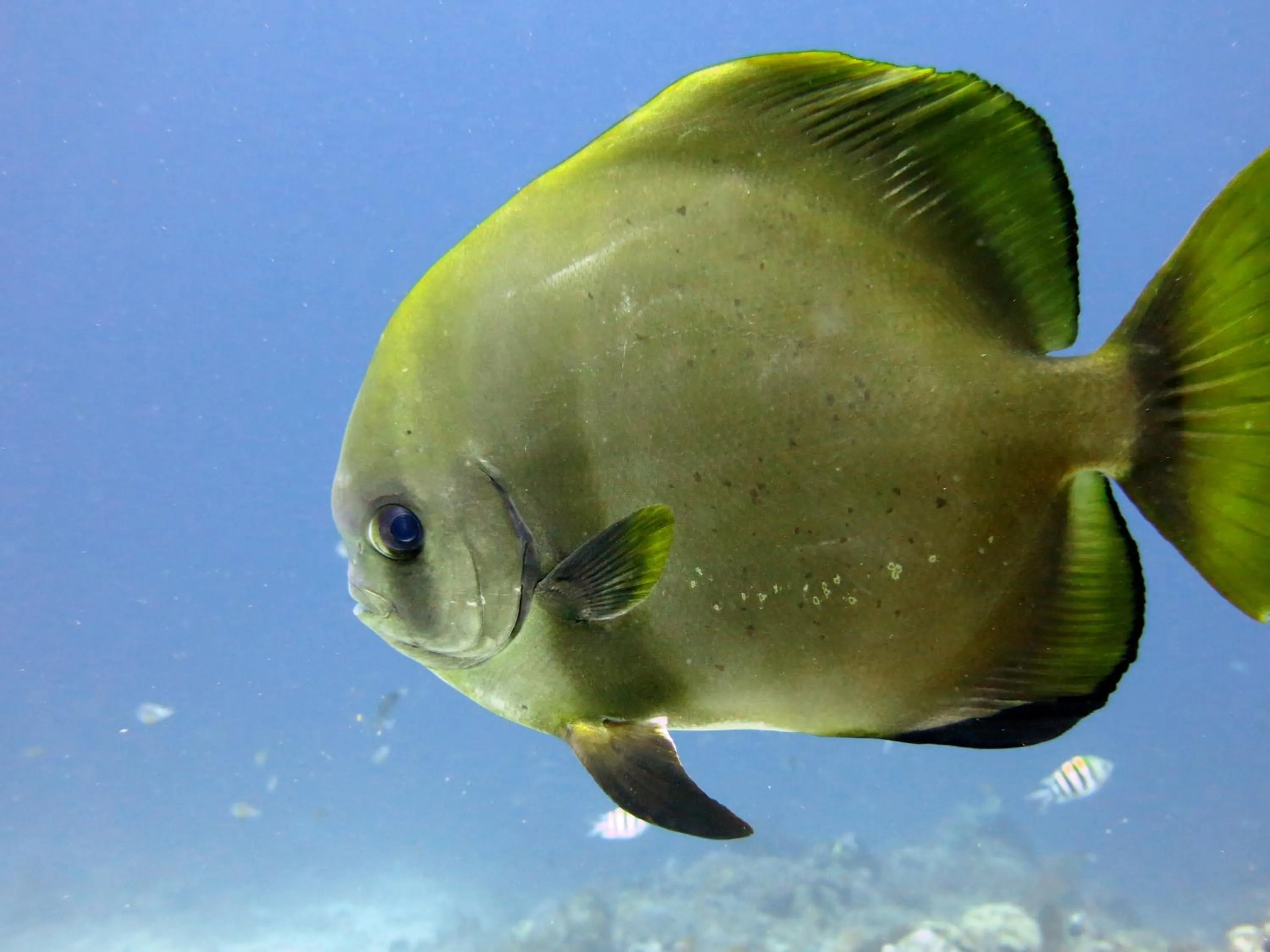 Snorkeling in Puri Batu Inn