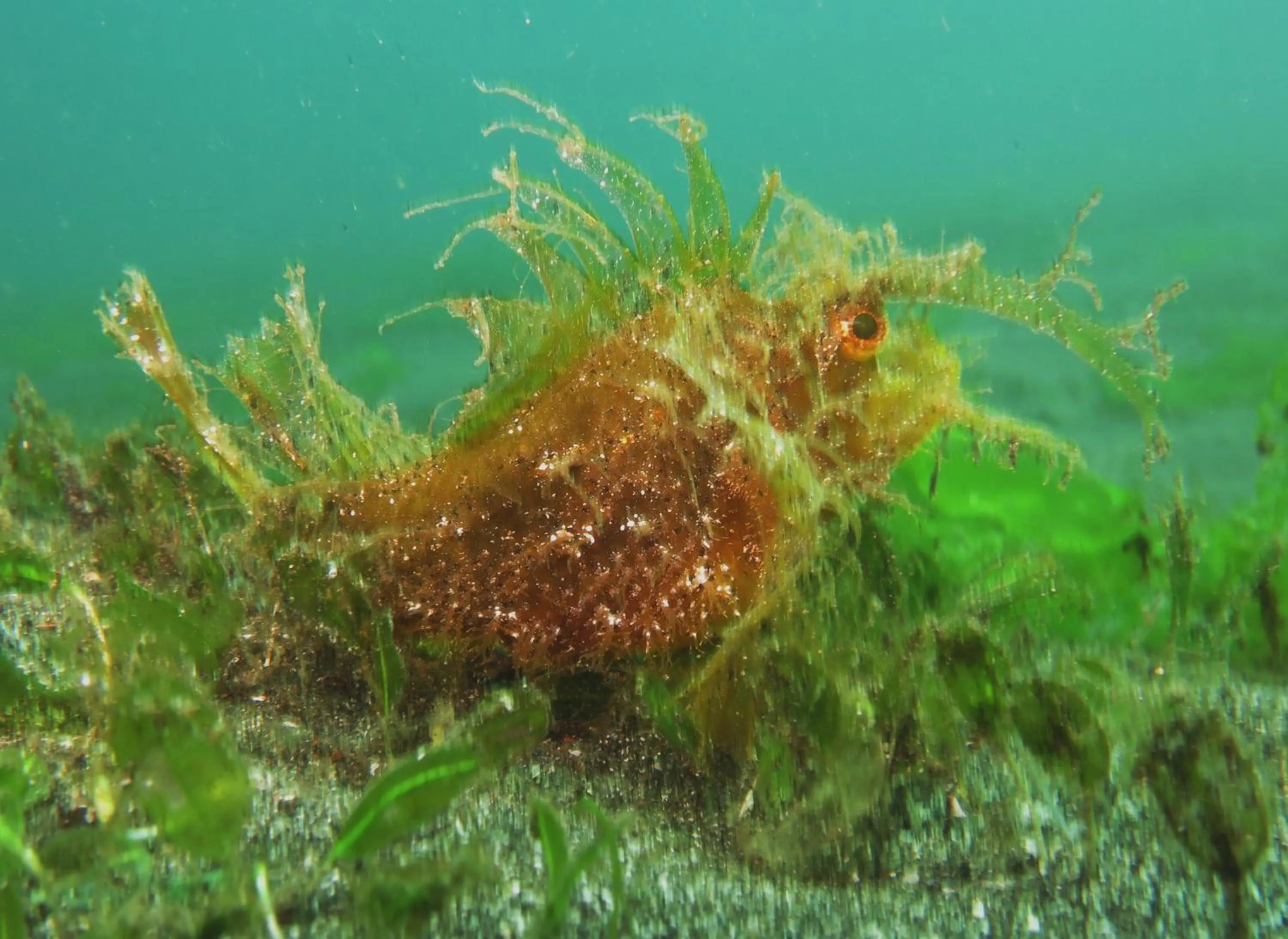 Diving in Puri Batu Inn