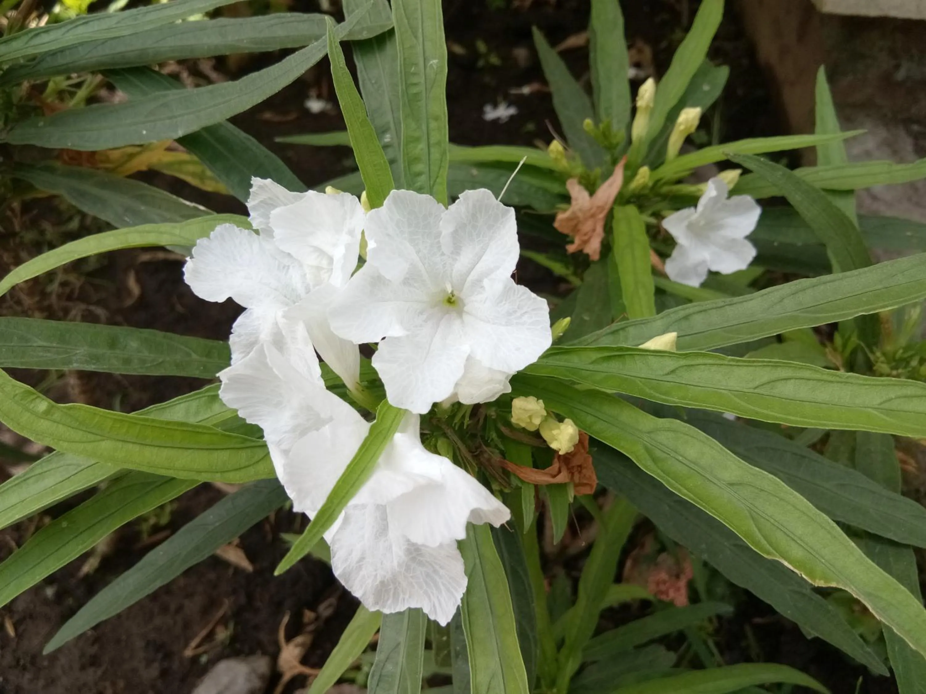 Natural landscape in Puri Batu Inn