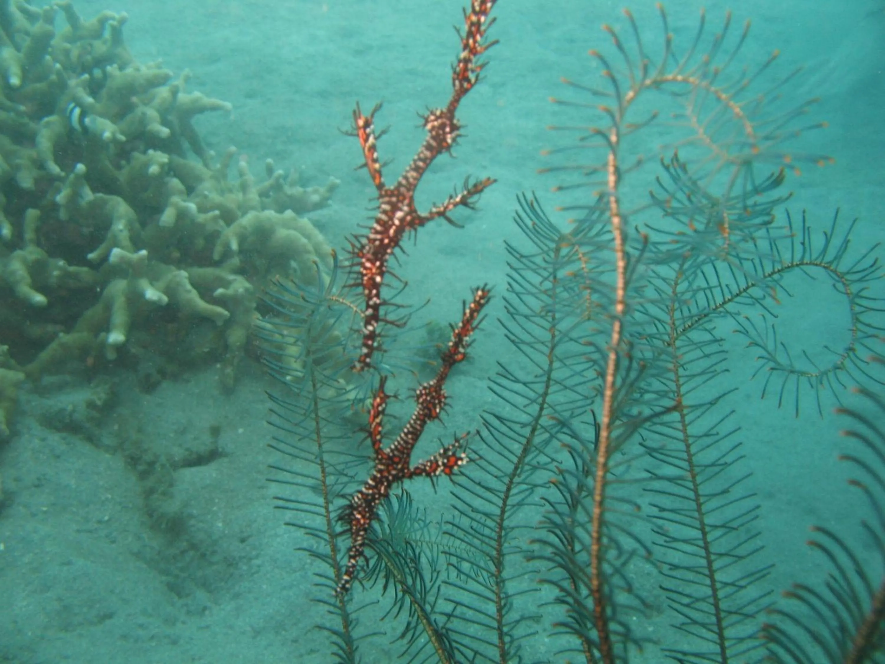 Diving in Puri Batu Inn