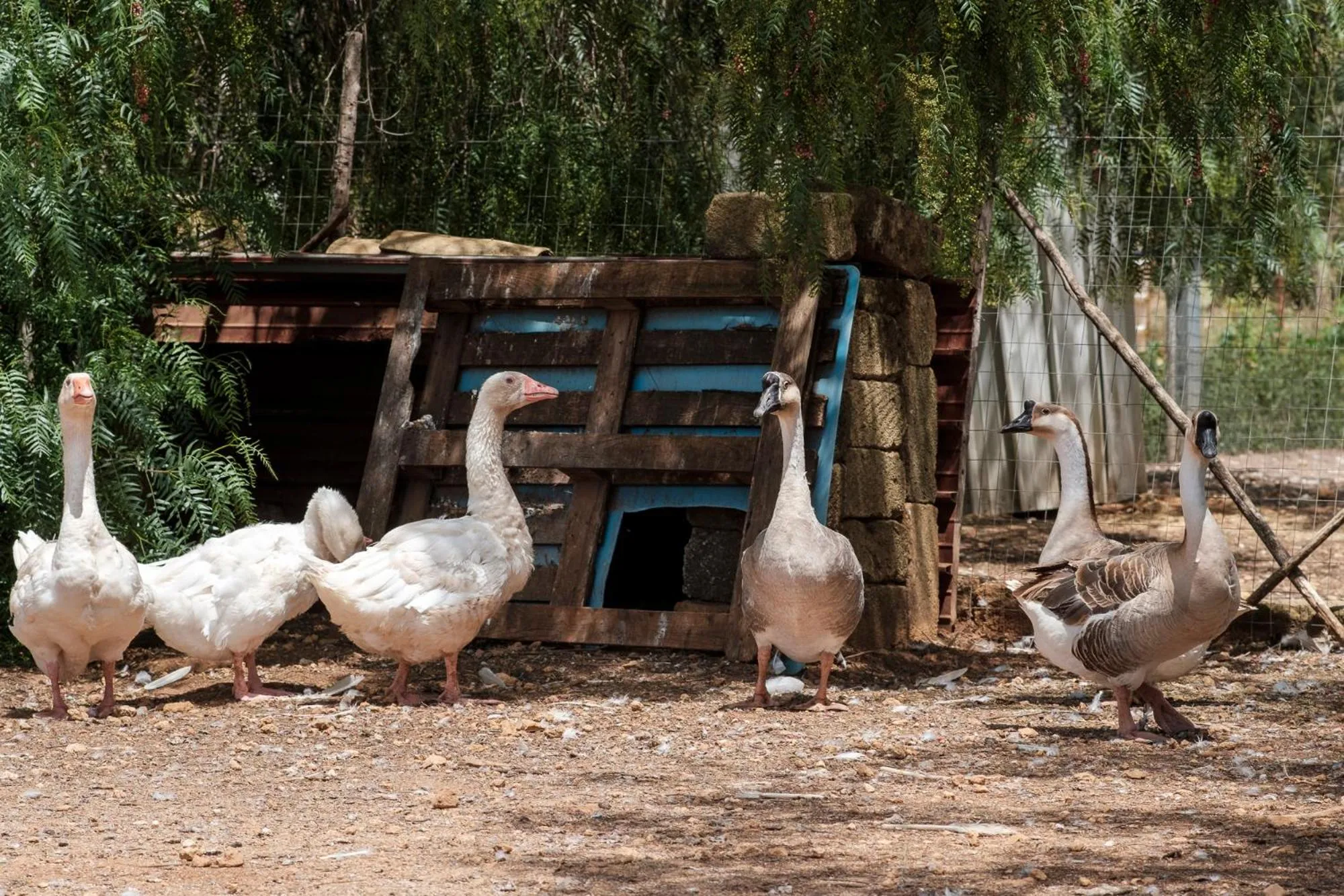 Animals in Case Di Latomie