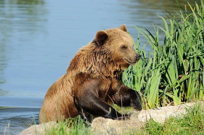 Animals in Pension Wess