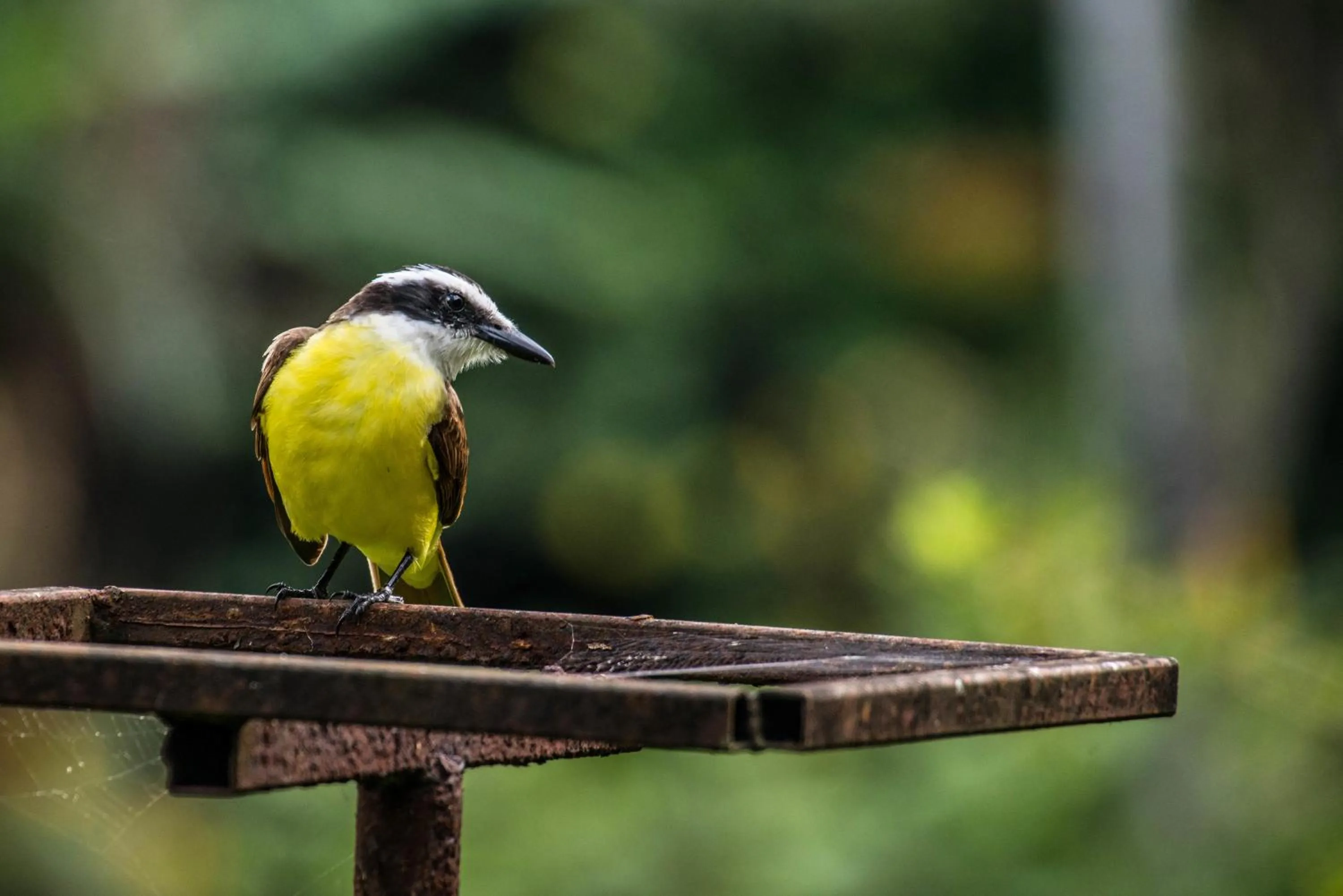 Animals in Lucky Bug Bed And Breakfast
