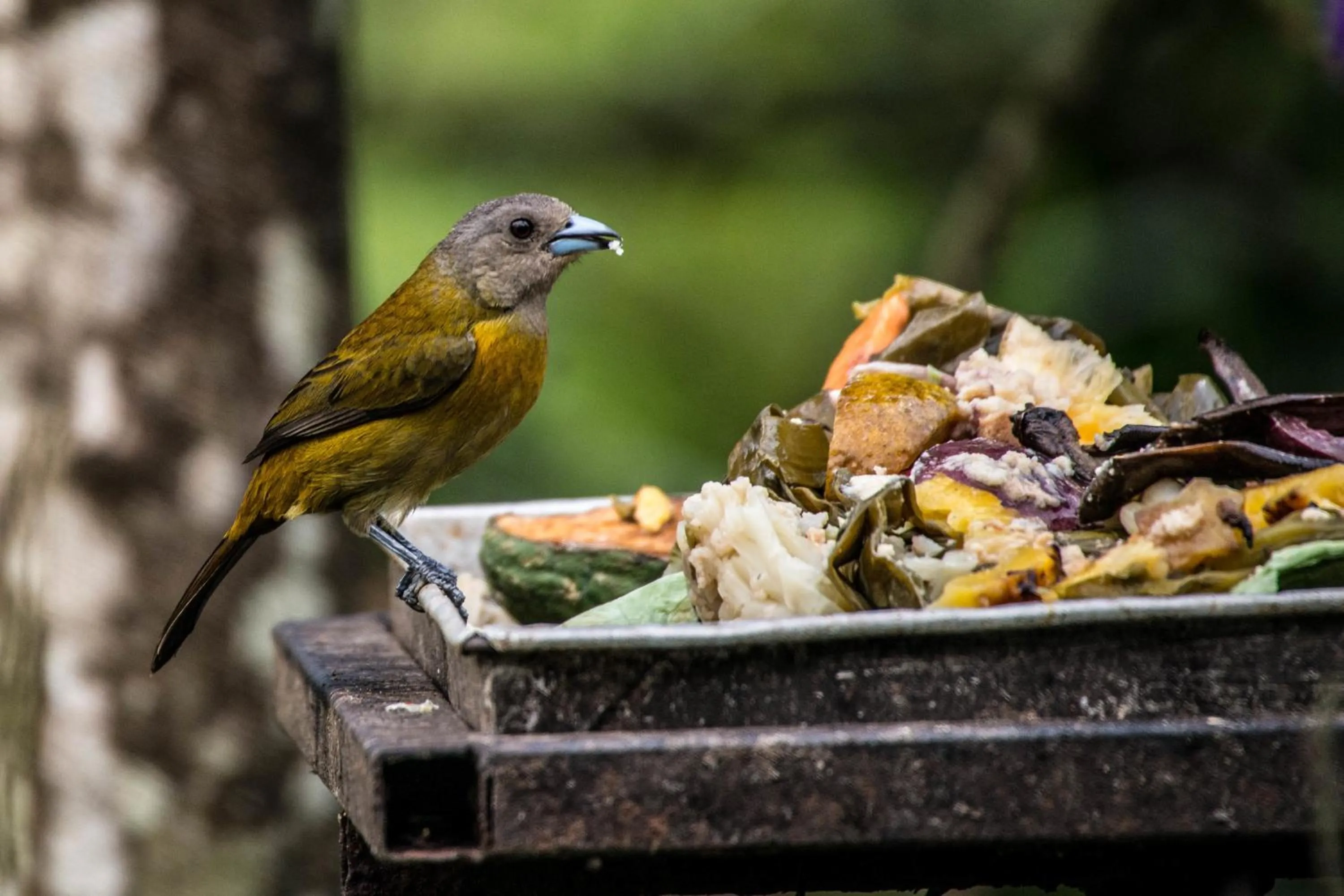Animals in Lucky Bug Bed And Breakfast