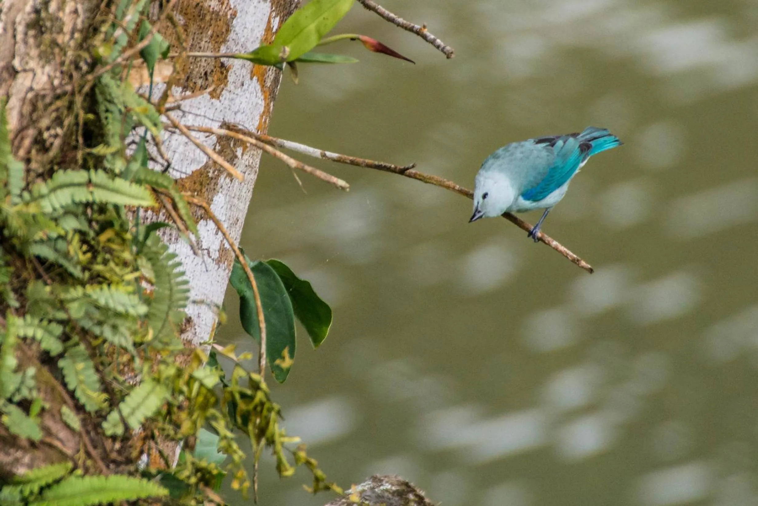 Animals in Lucky Bug Bed And Breakfast