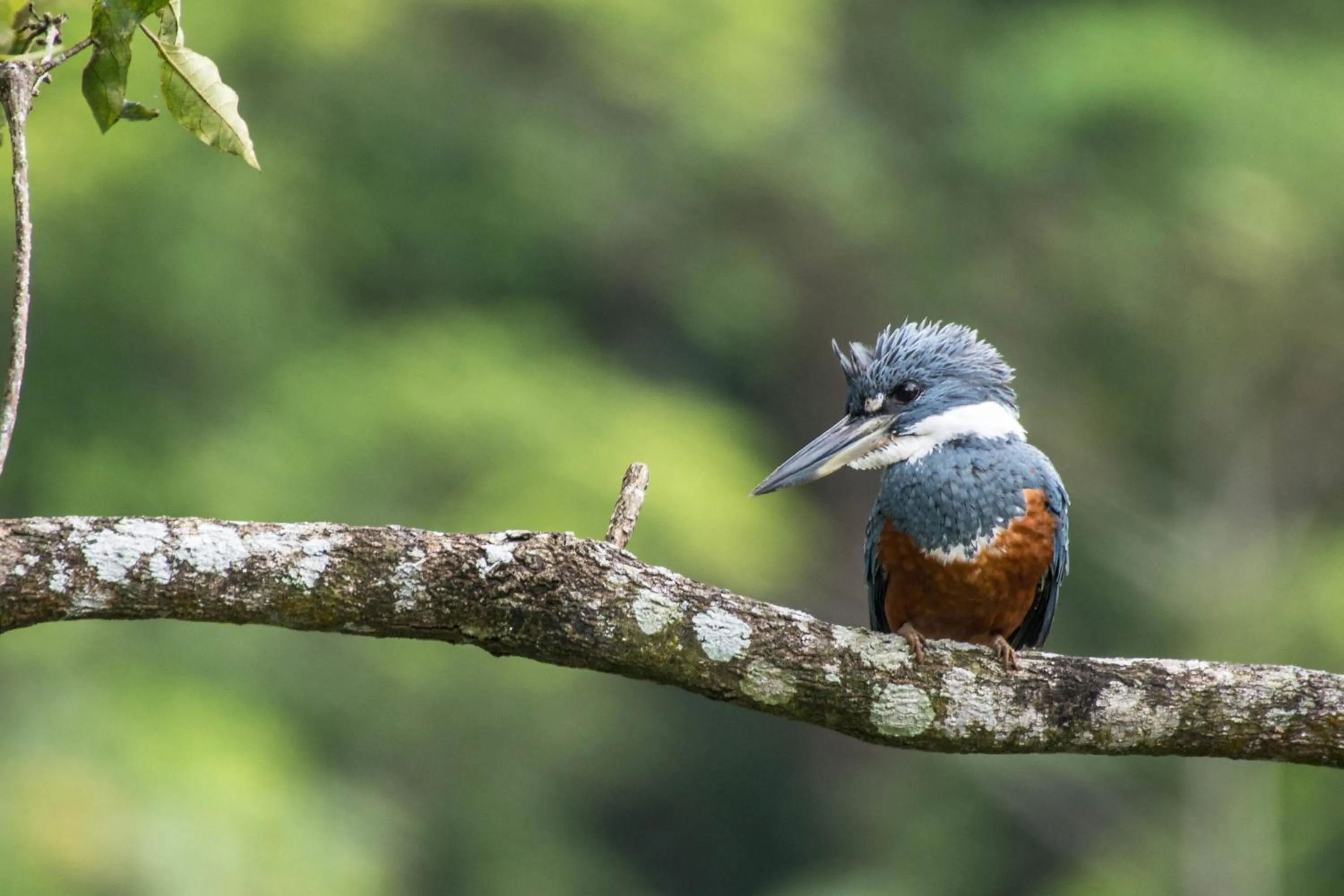 Animals in Lucky Bug Bed And Breakfast