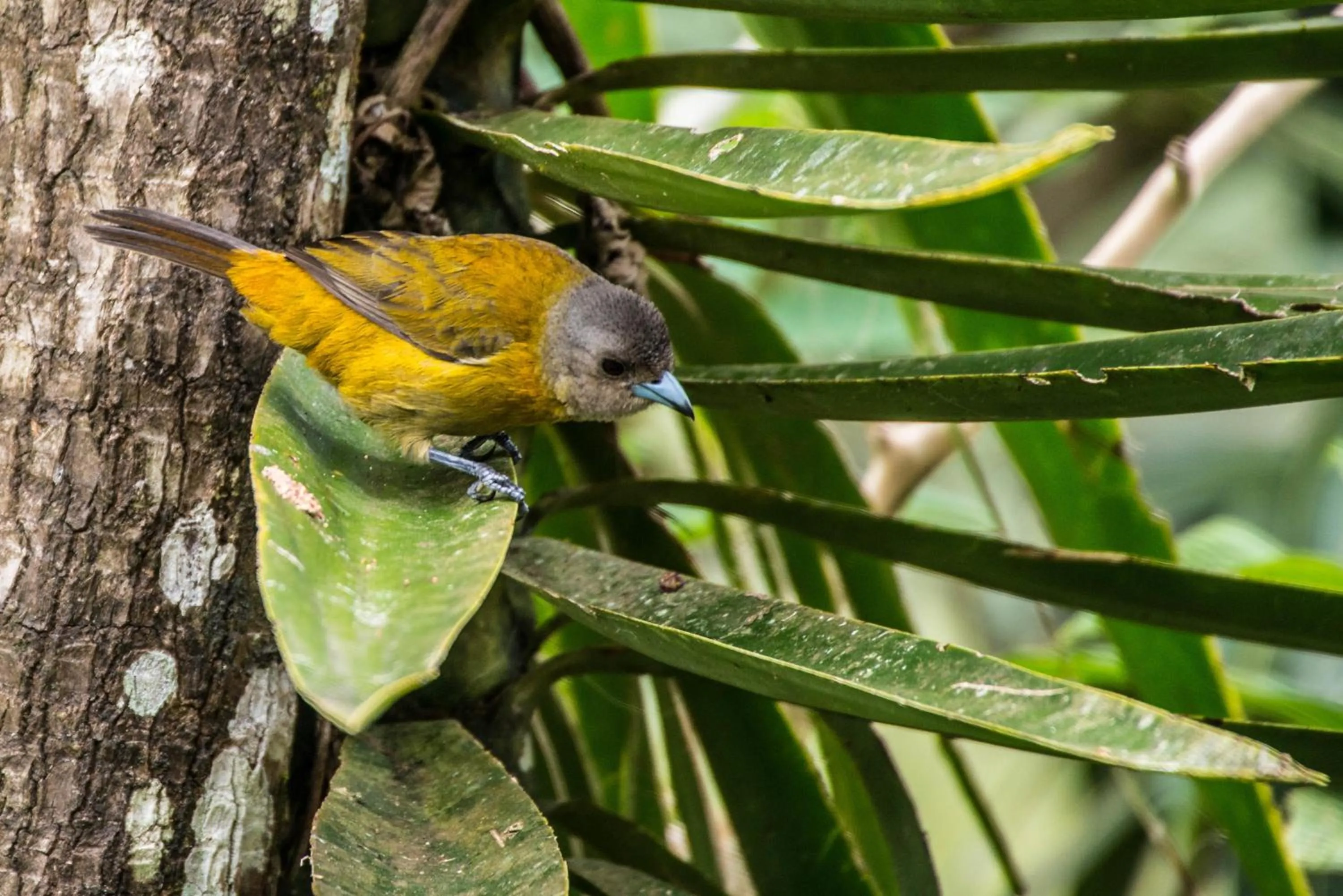 Animals in Lucky Bug Bed And Breakfast