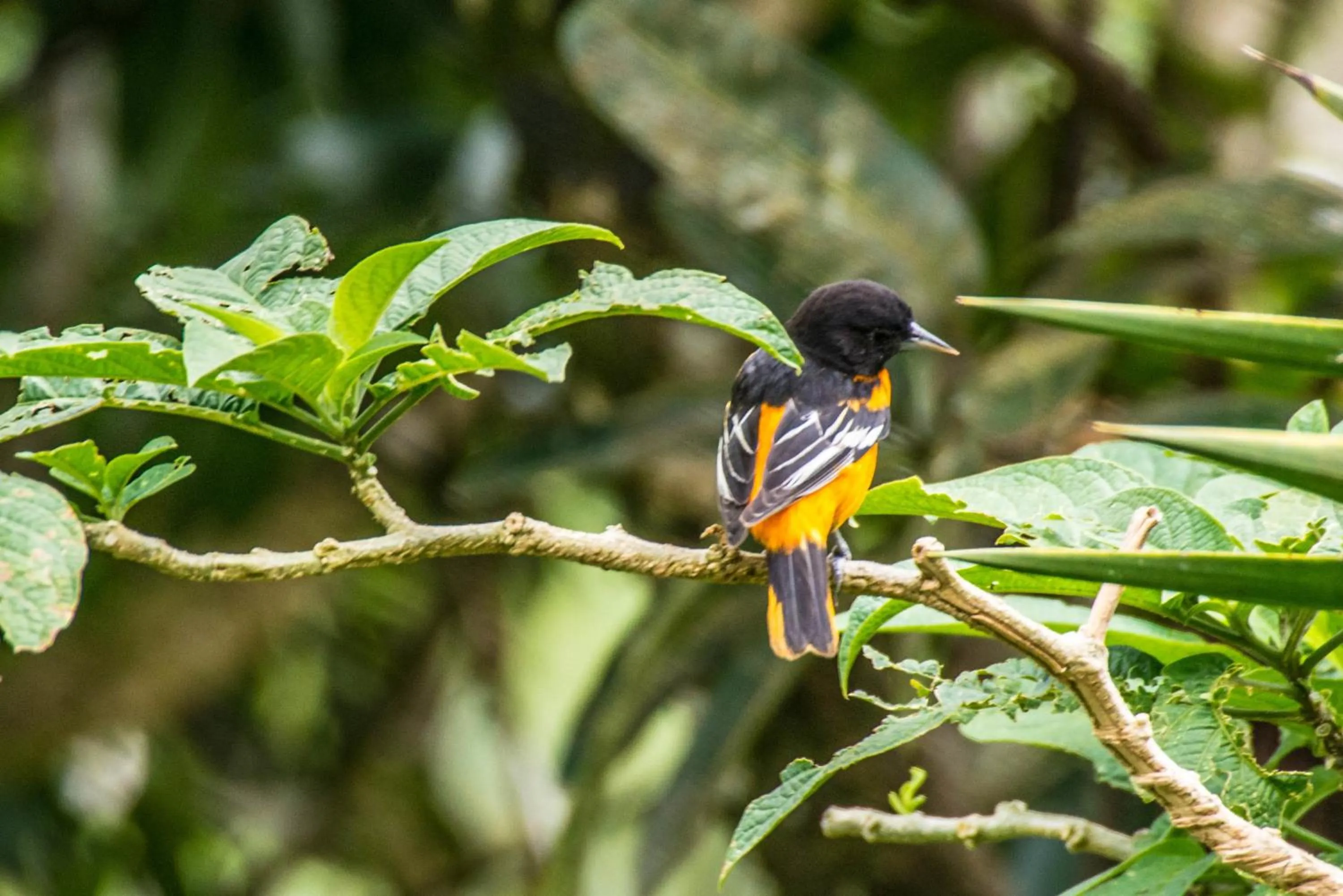 Animals in Lucky Bug Bed And Breakfast