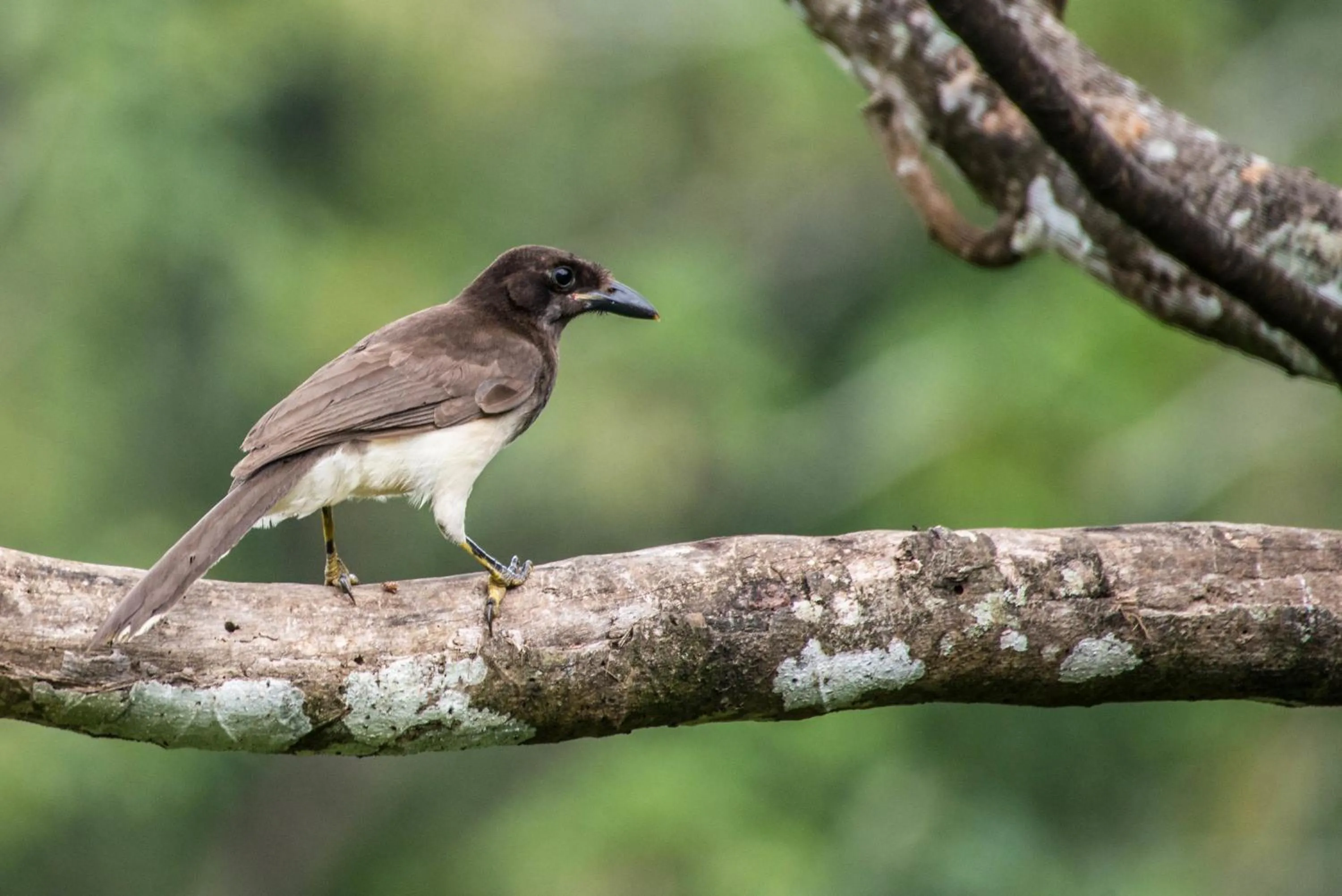 Animals in Lucky Bug Bed And Breakfast