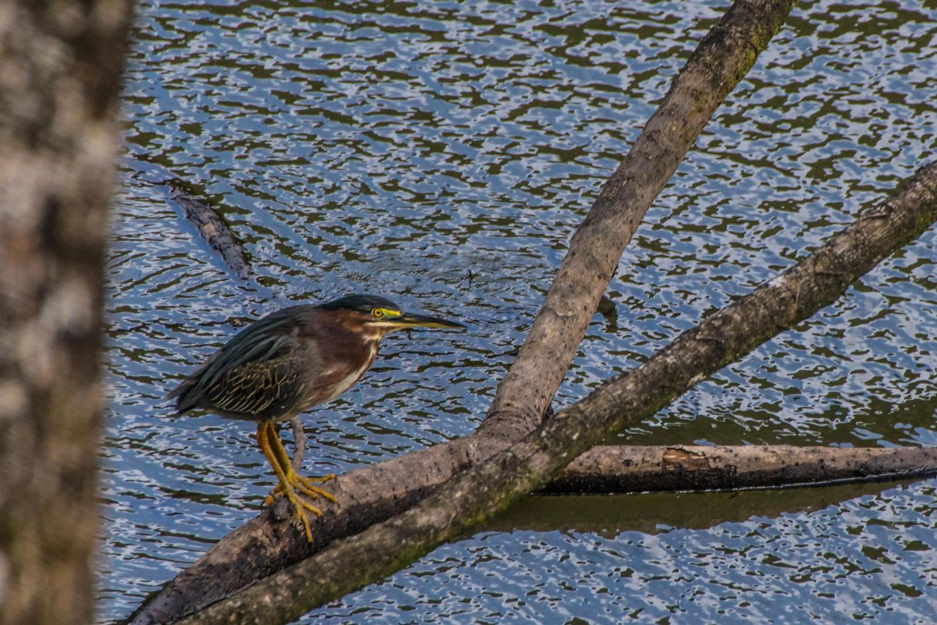 Animals in Lucky Bug Bed And Breakfast