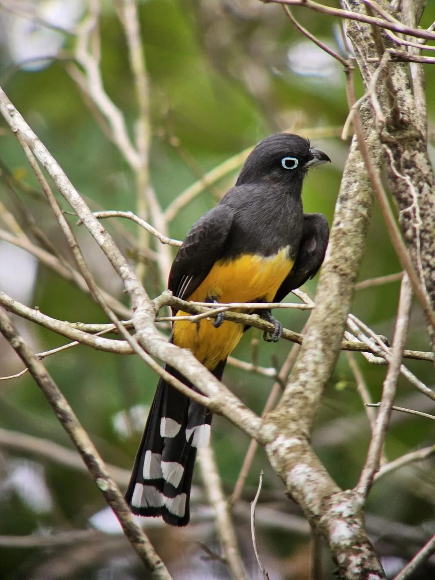 Animals in Sun Creek Lodge