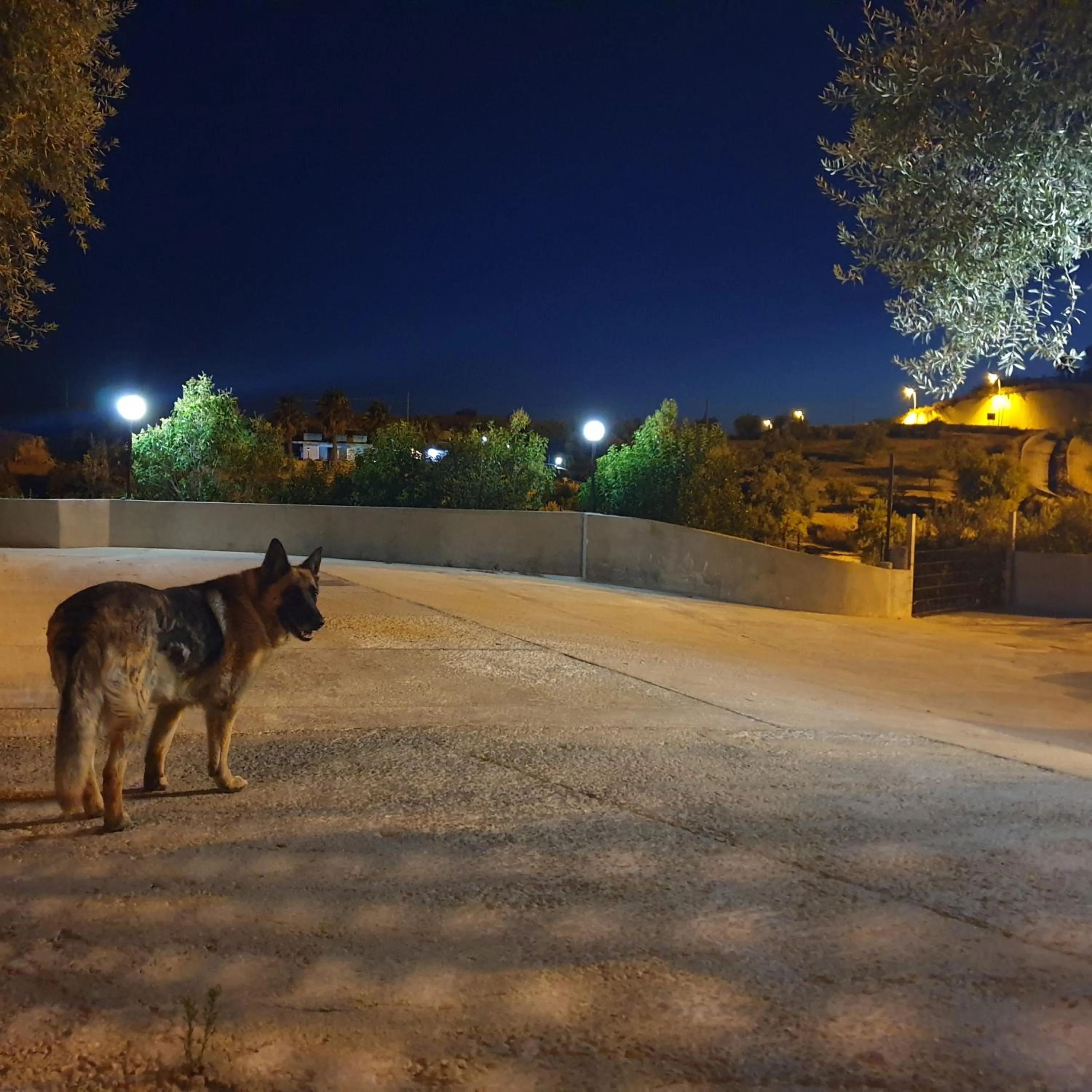 Pets in Teodora House
