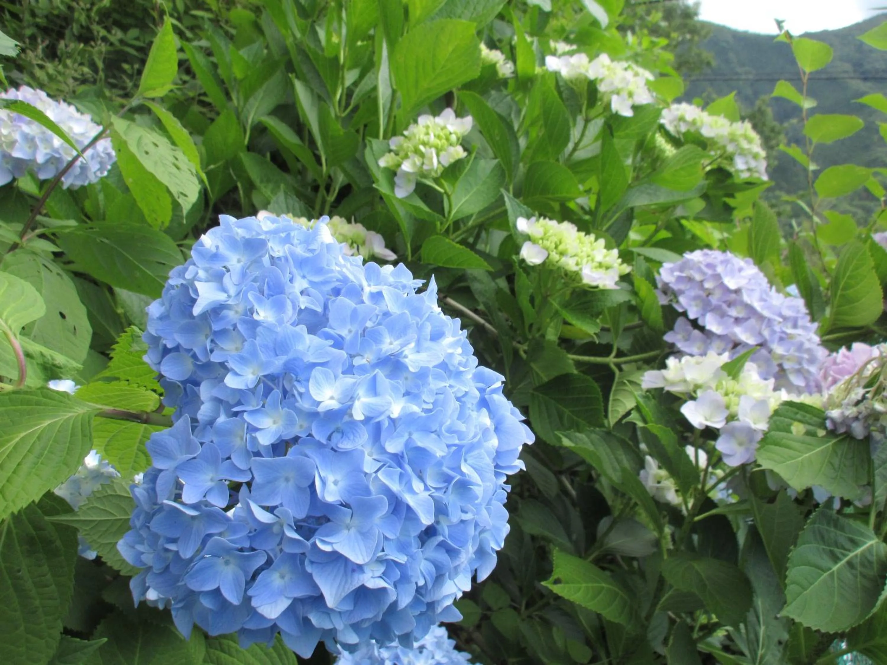 Garden in Hotel Second Stage