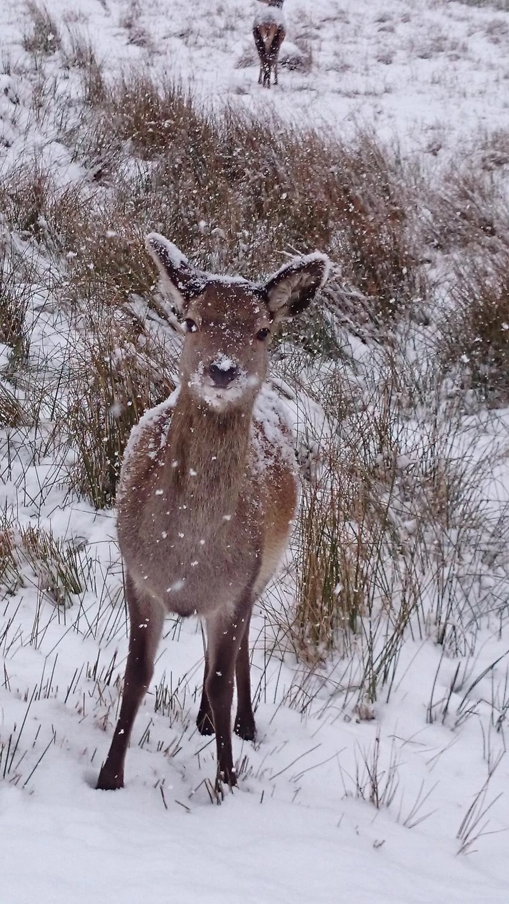 Animals in Beechwood Cottage B&B