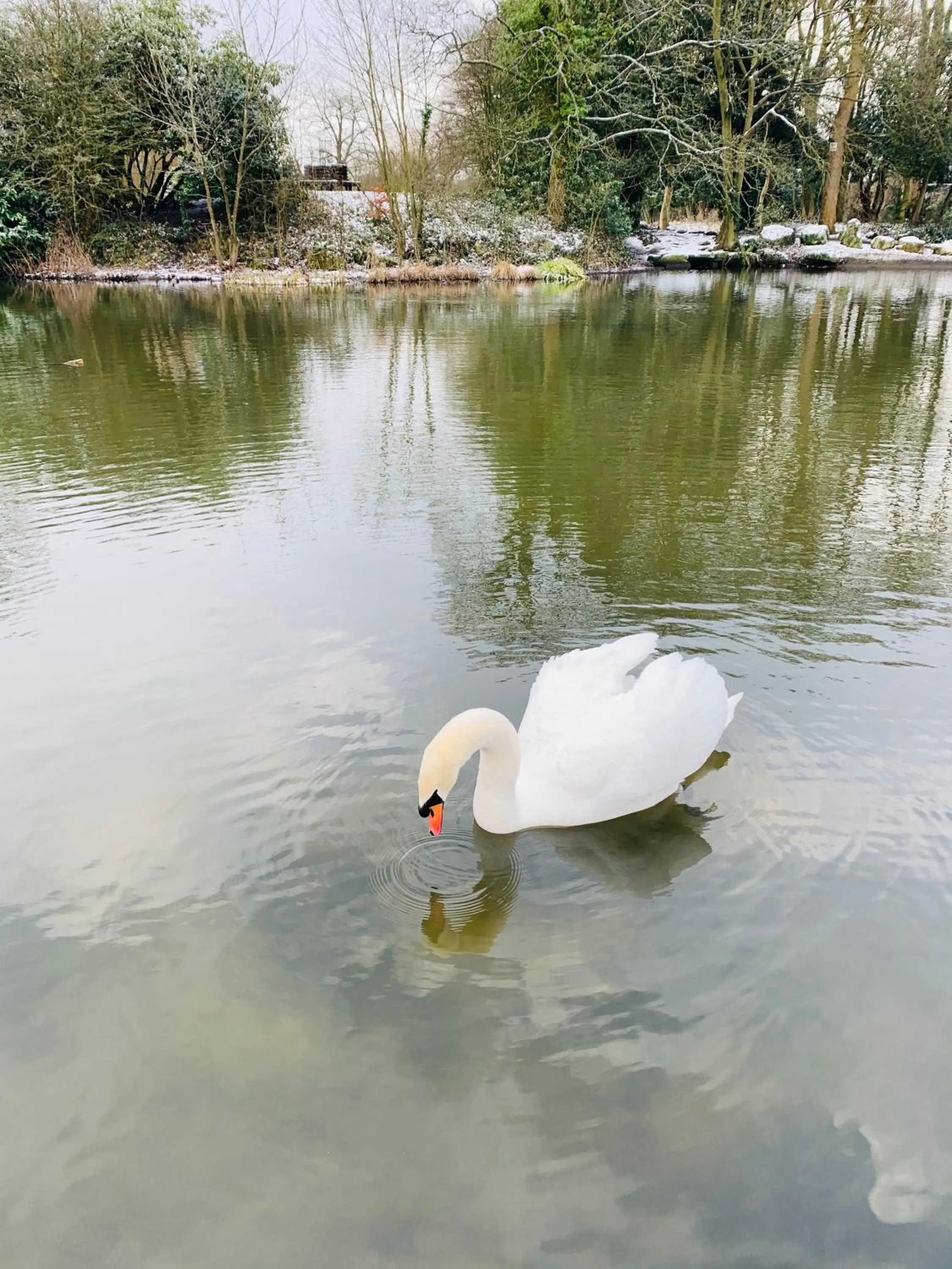 Animals in Slayleigh B&B, Matlock