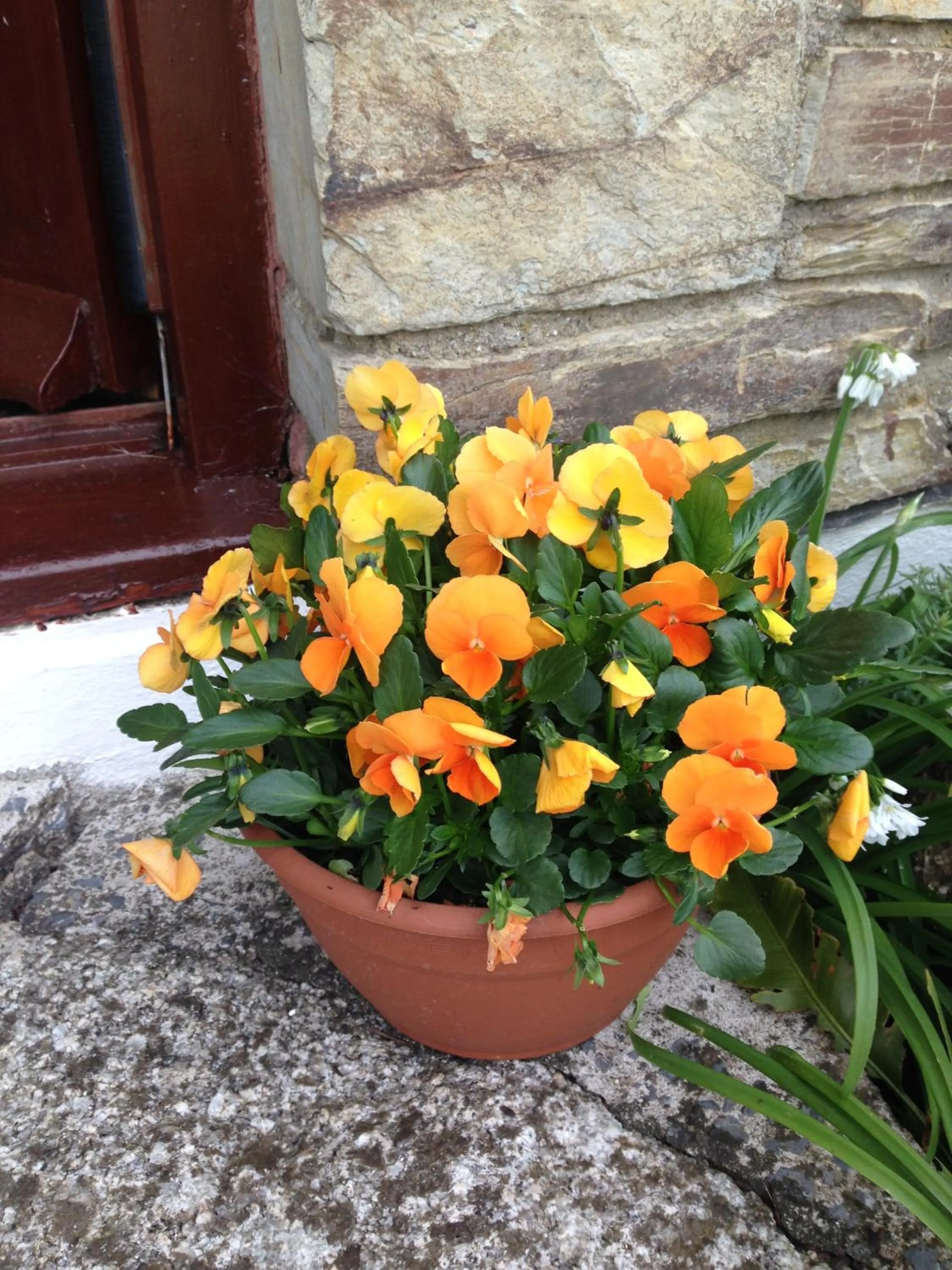 Garden in Trecorme Barton