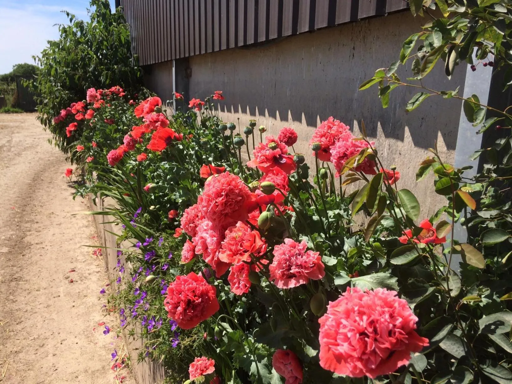 Garden in Trecorme Barton