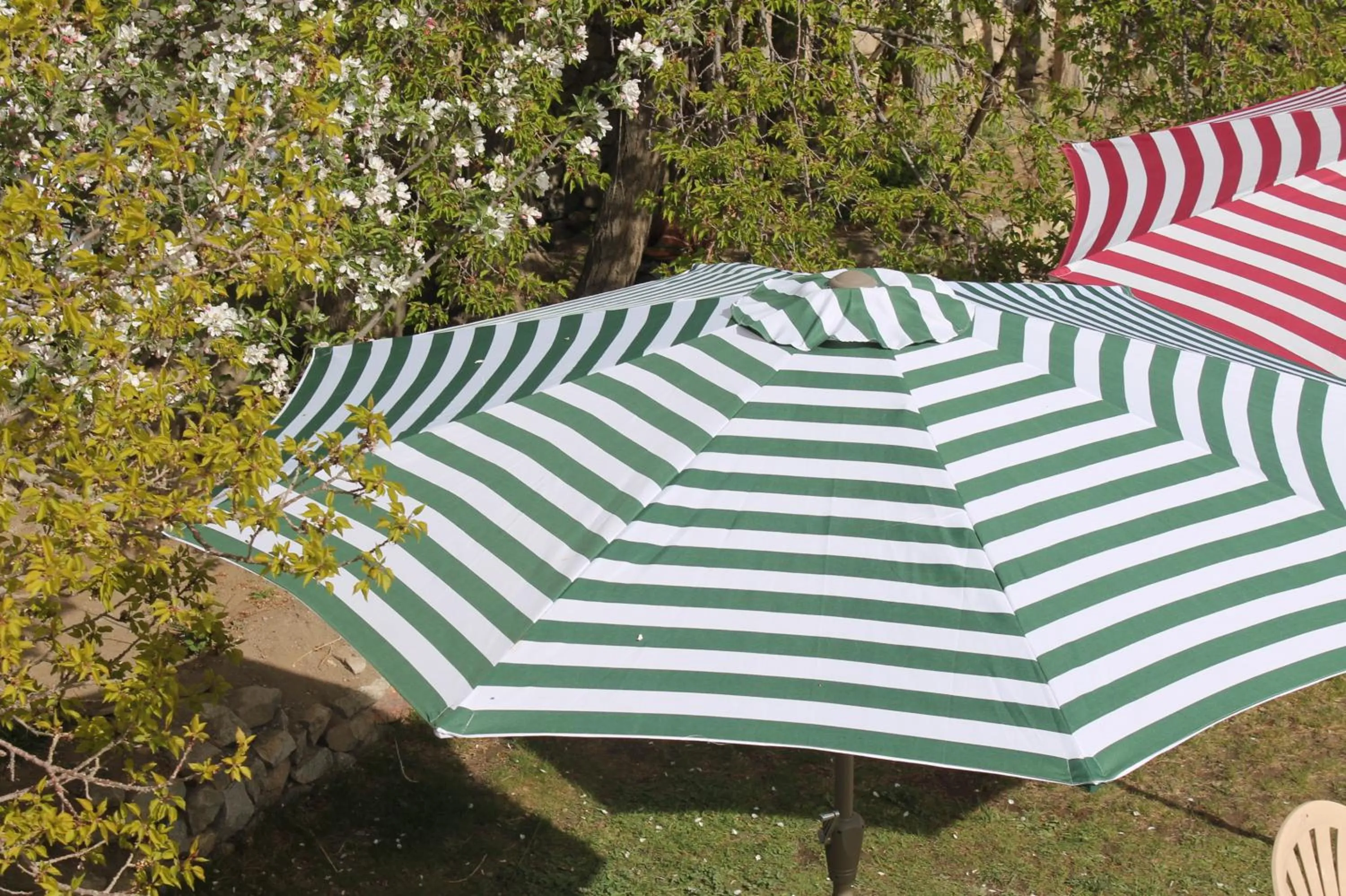 Garden in Shaolin Ladakh