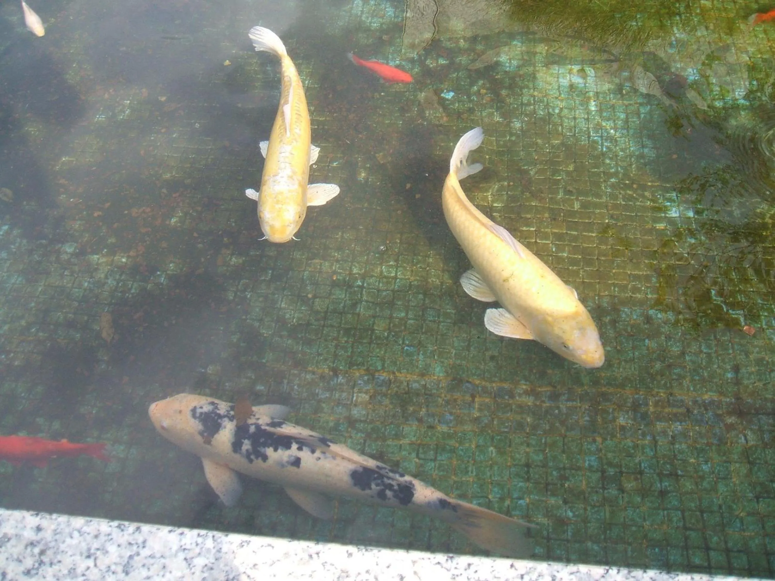 Pets in Hotel Boavista II