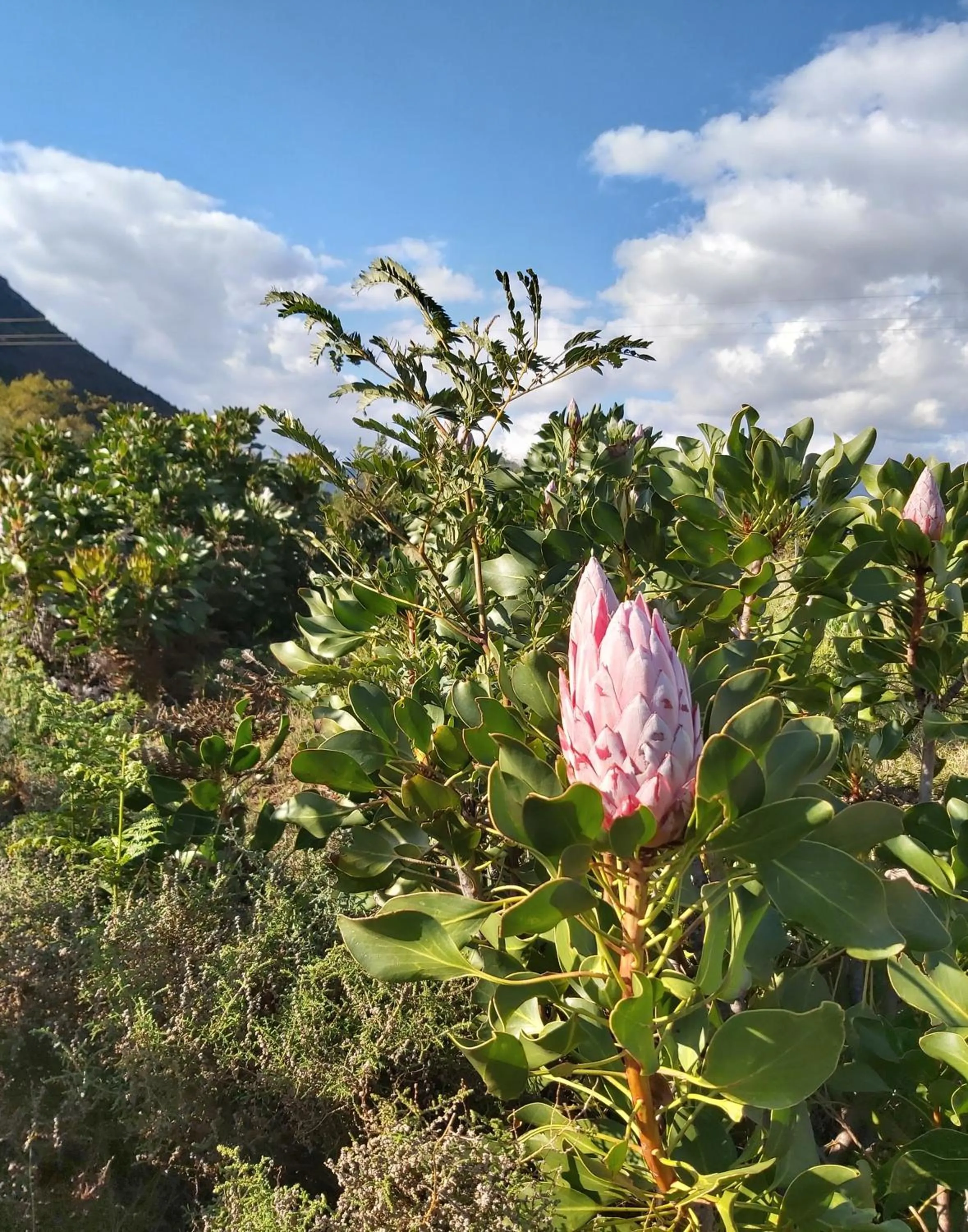 Natural landscape in Le Petit Bijou