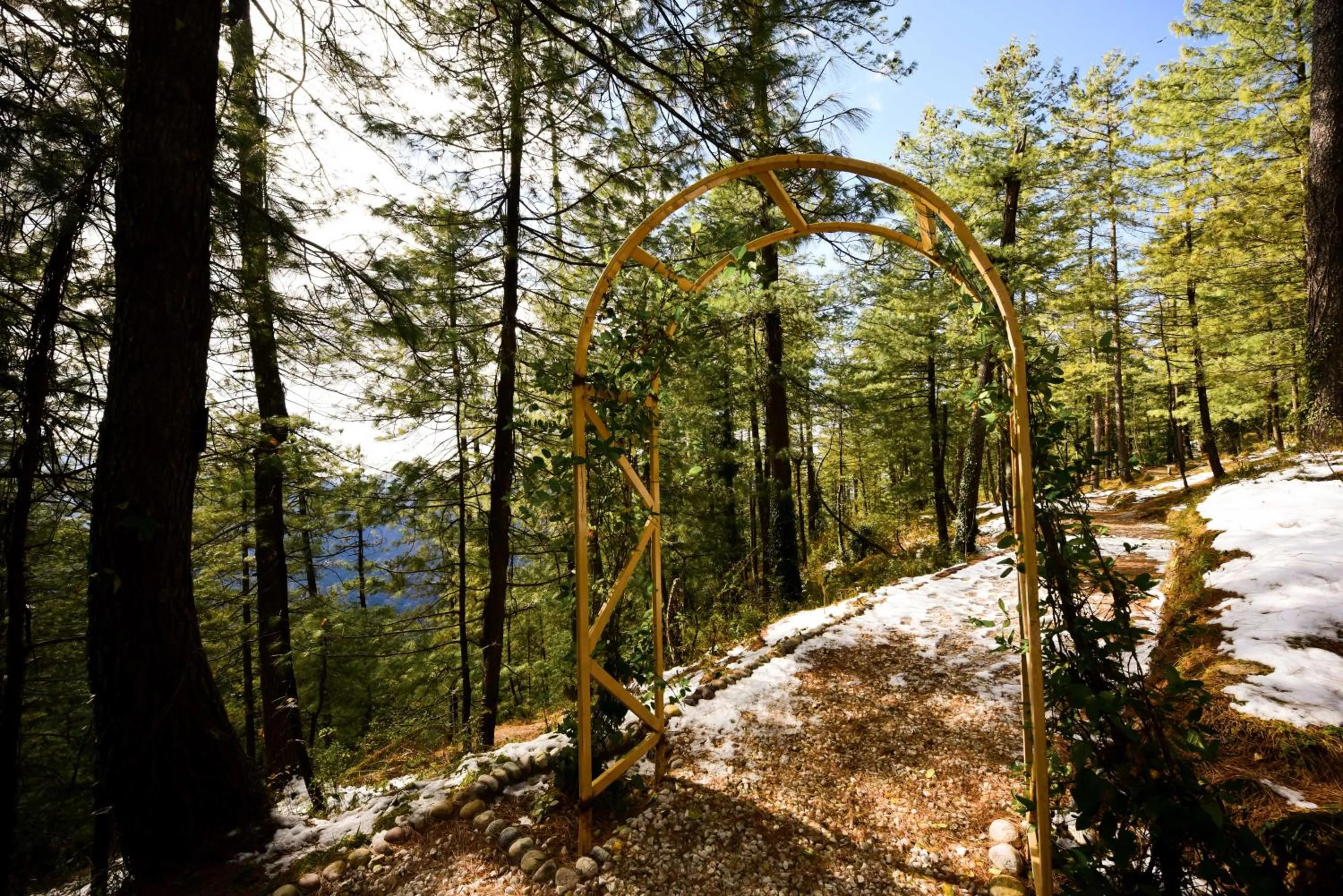 Natural landscape in Zostel Homes Mashobra (Shimla)