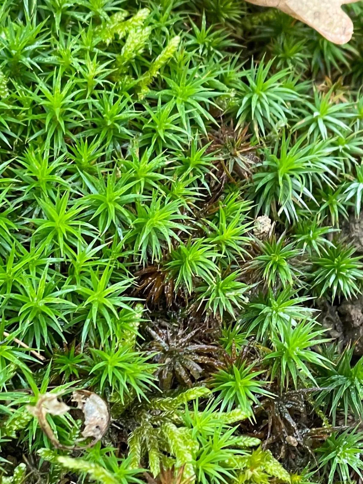 Hiking in Il giuggiolo