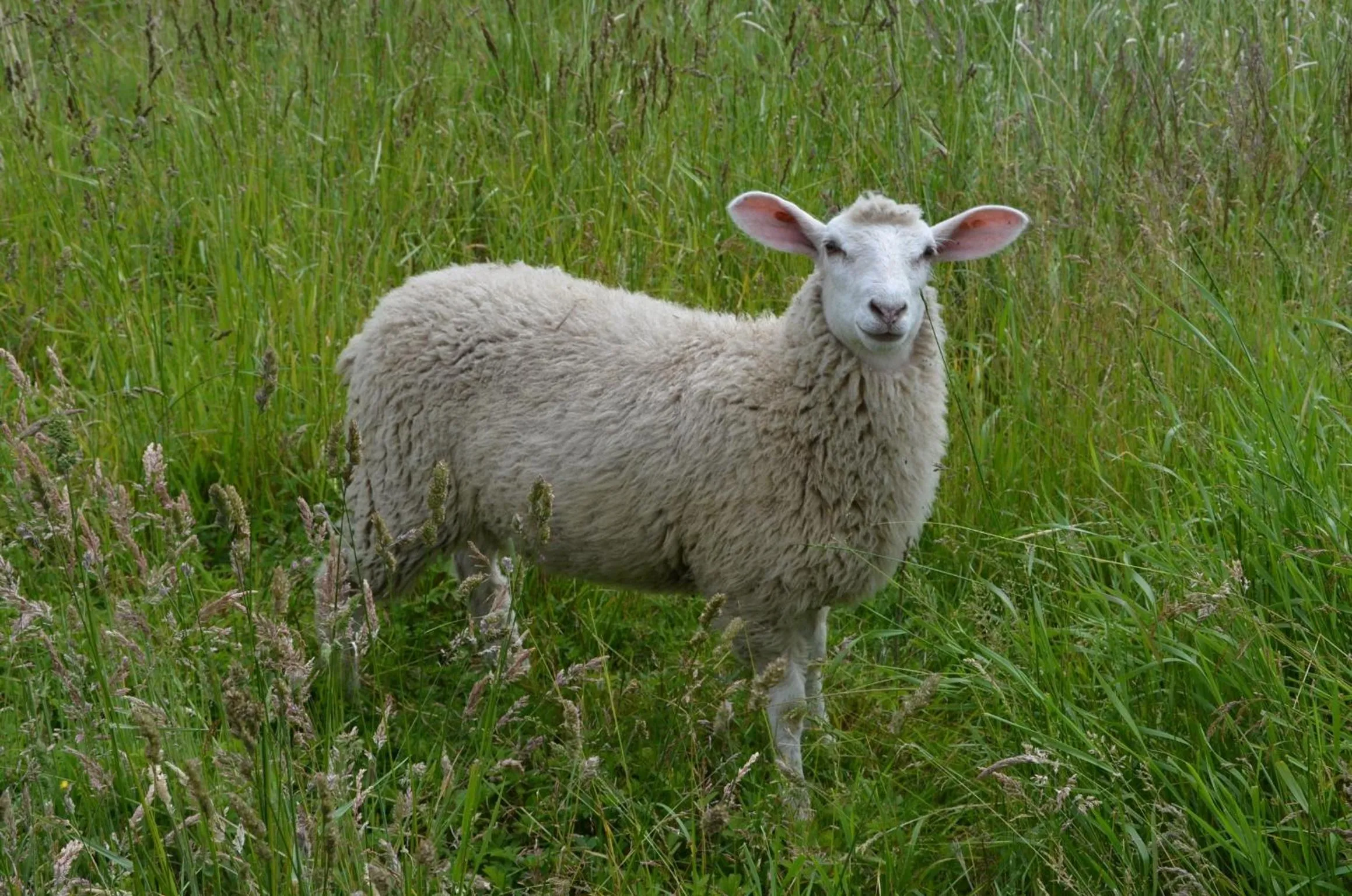 Animals in Hotel & Ferienunterkünfte Hus Seeblick