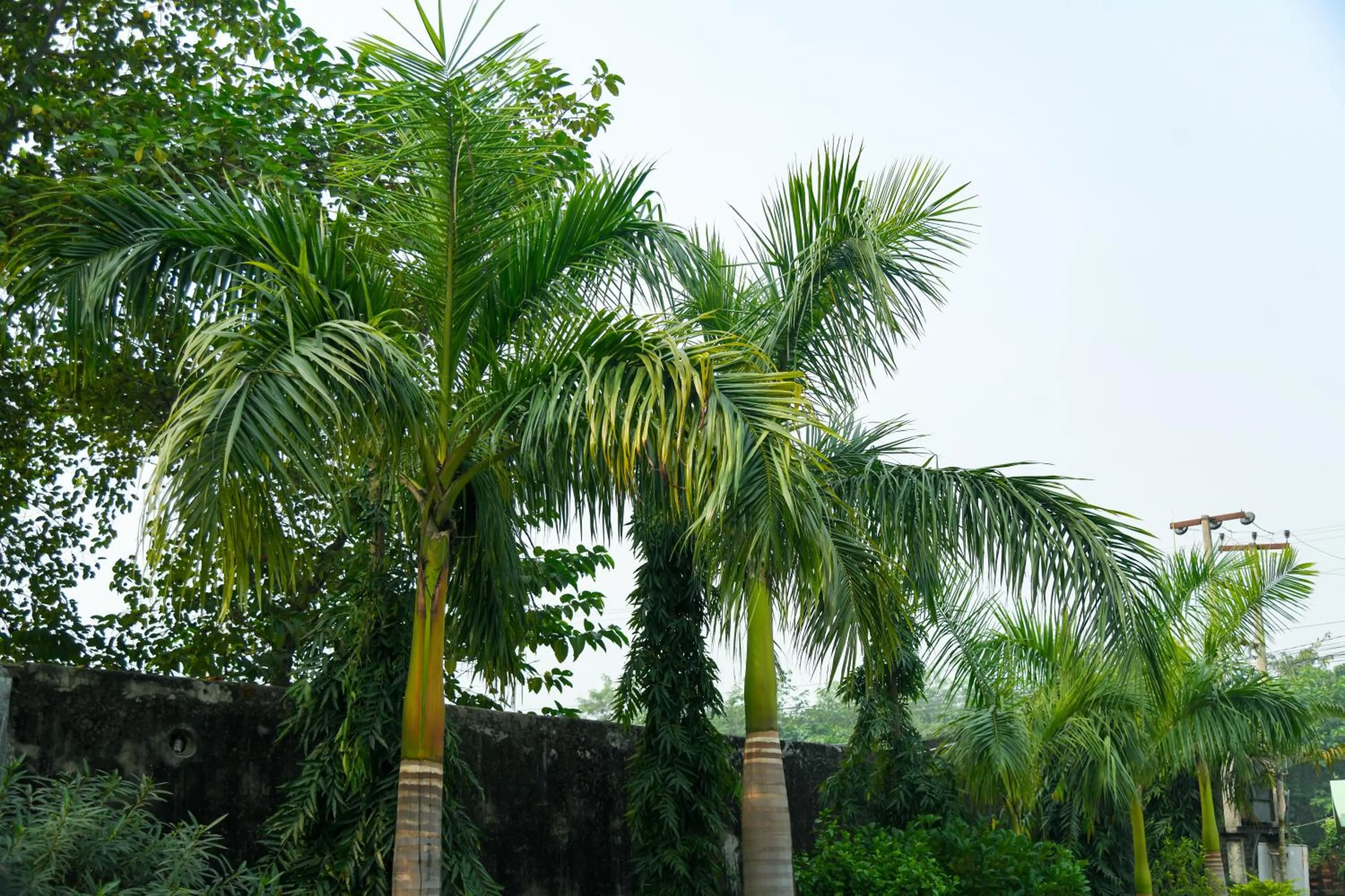Lumbini Zambala Hotel